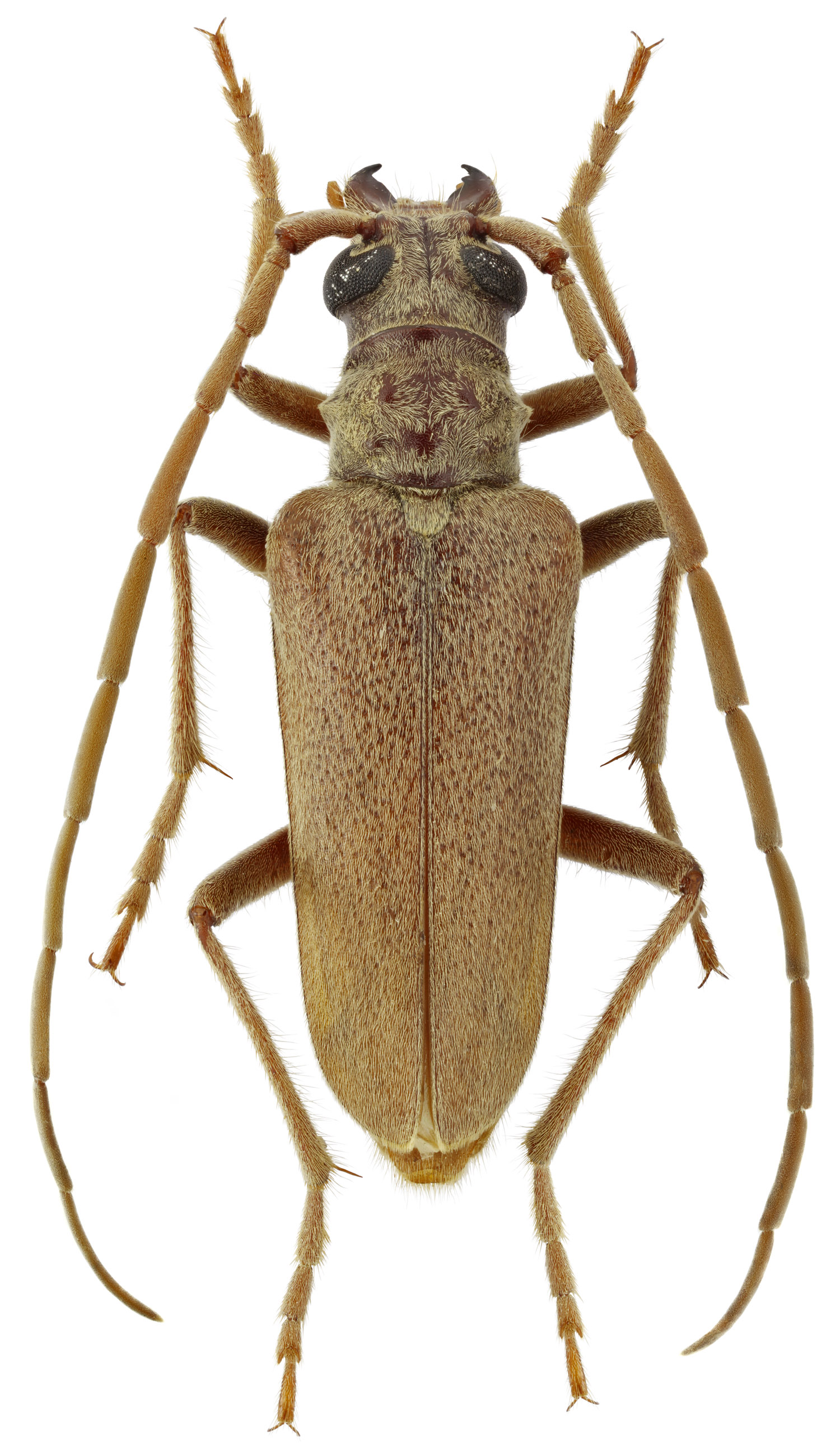Apatophysis caspica