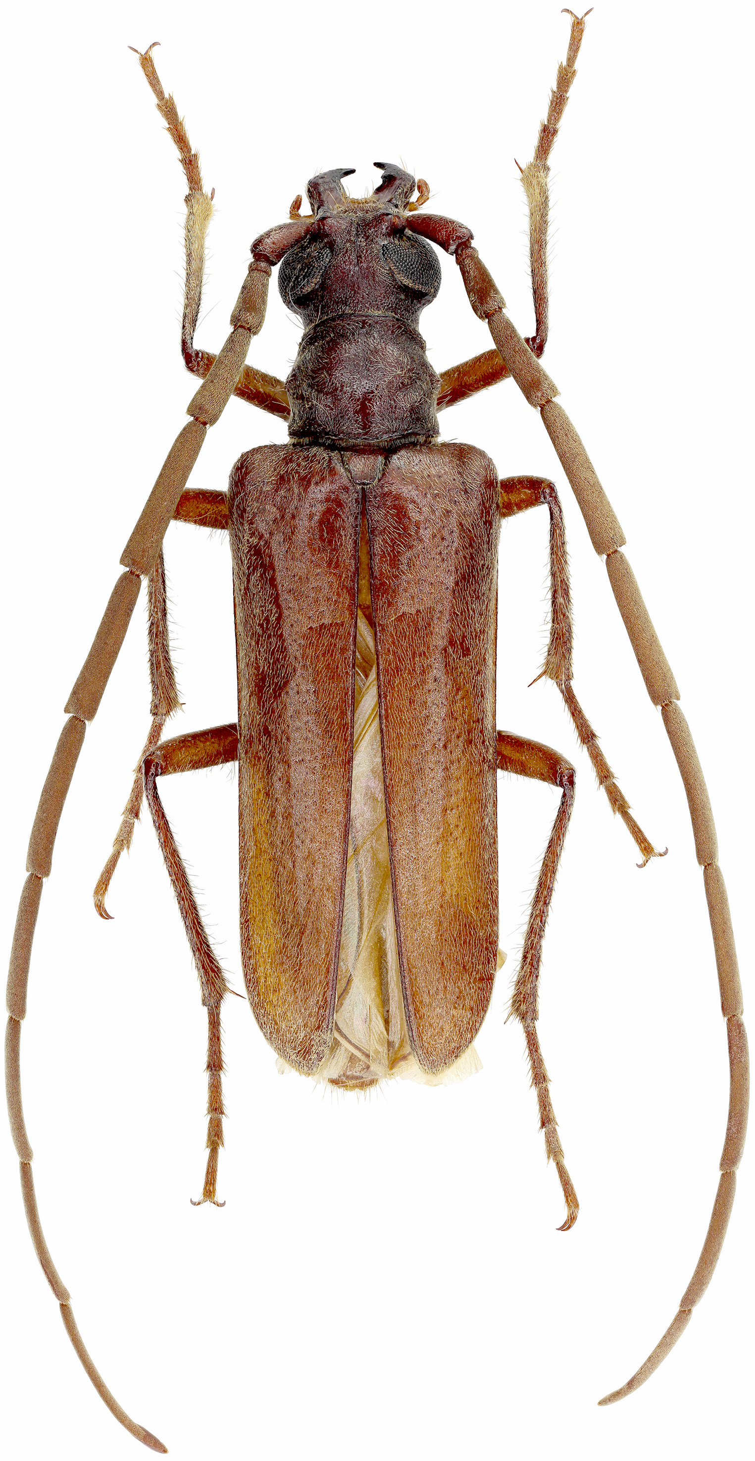 Apatophysis danczenkoi