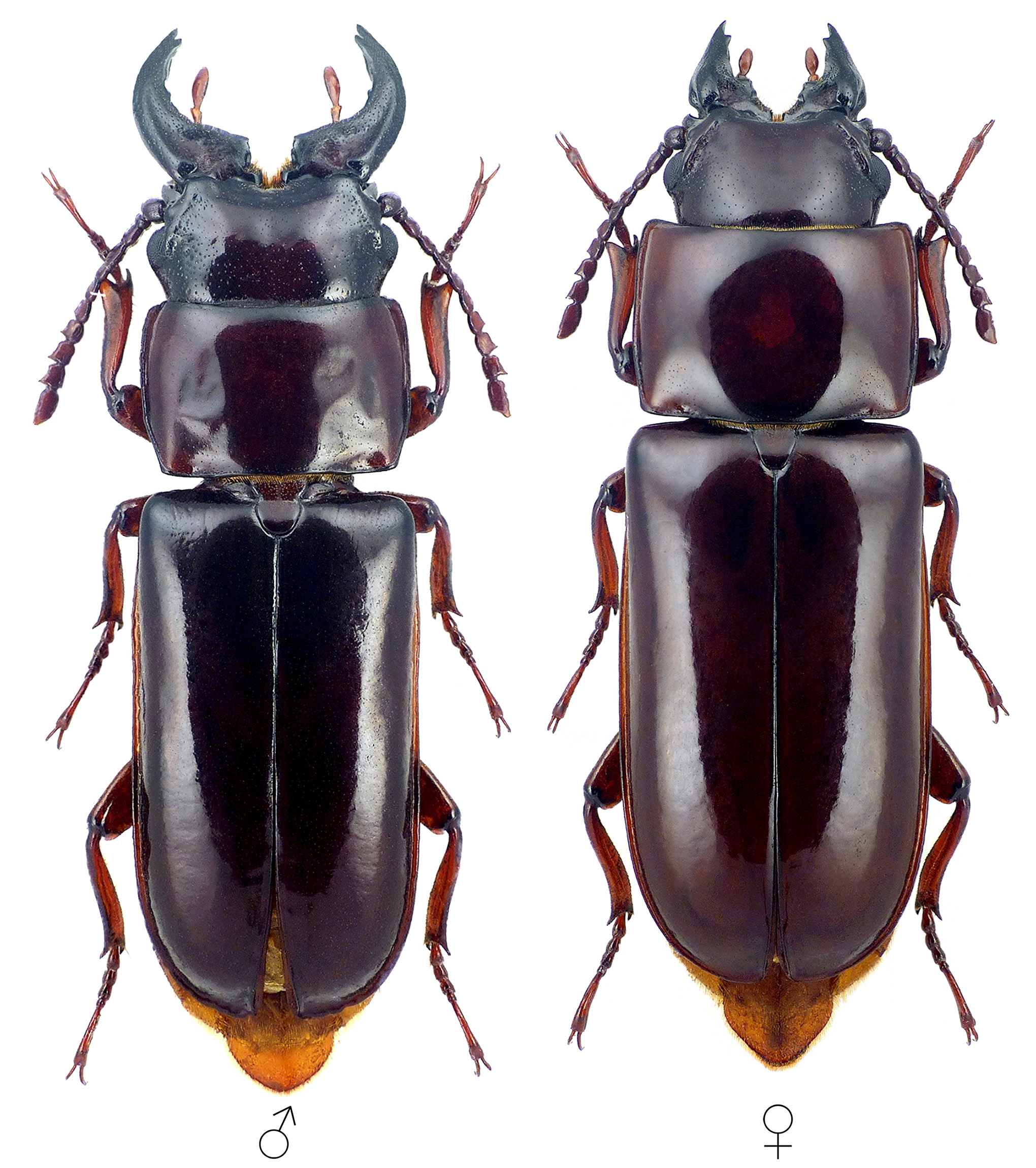 Archandra caspia