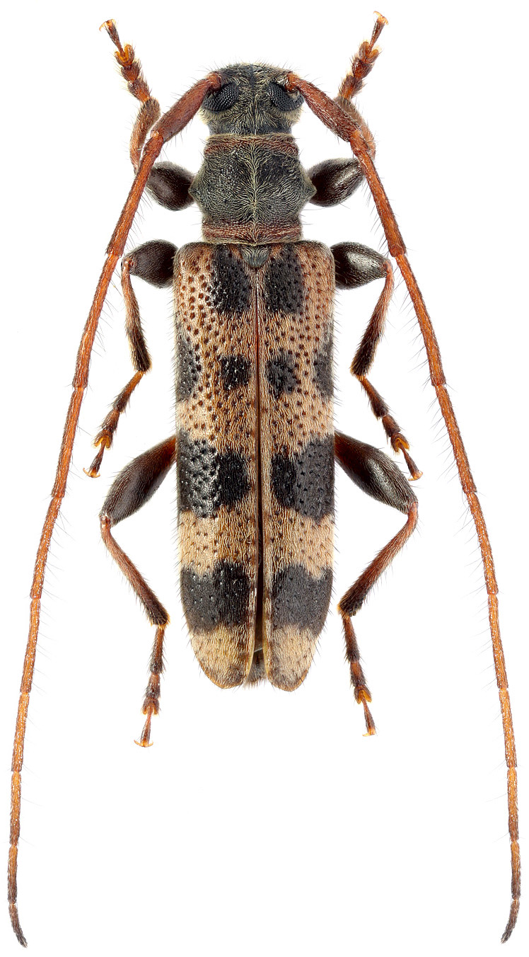 Arhopaloscelis bifasciata