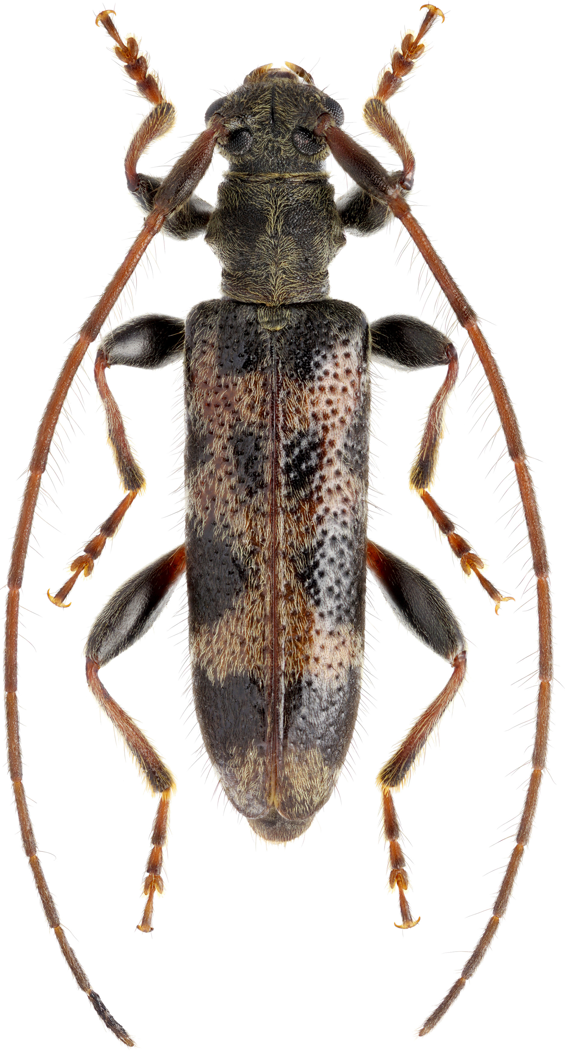 Arhopaloscelis nipponensis