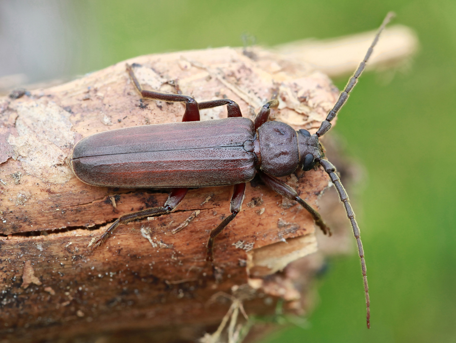 Arhopalus rusticus rusticus