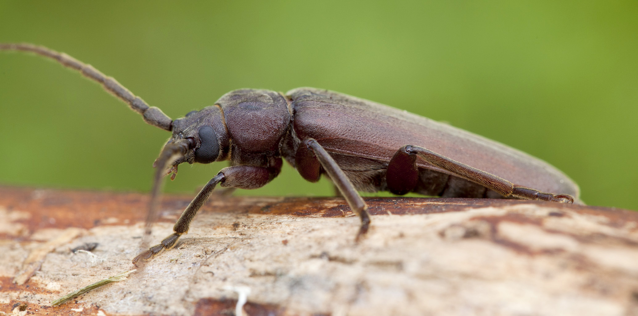 Arhopalus rusticus