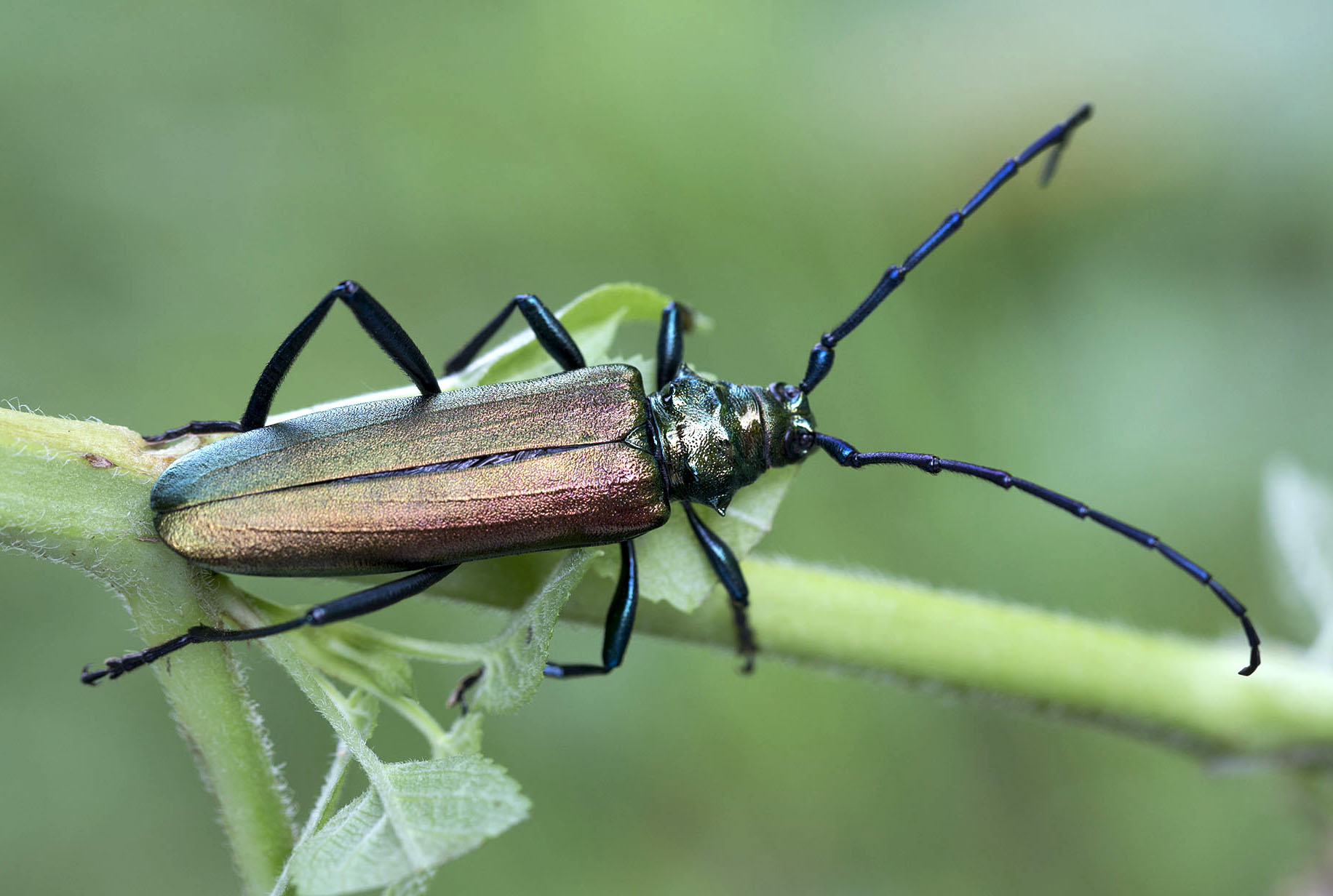 Aromia moschata moschata