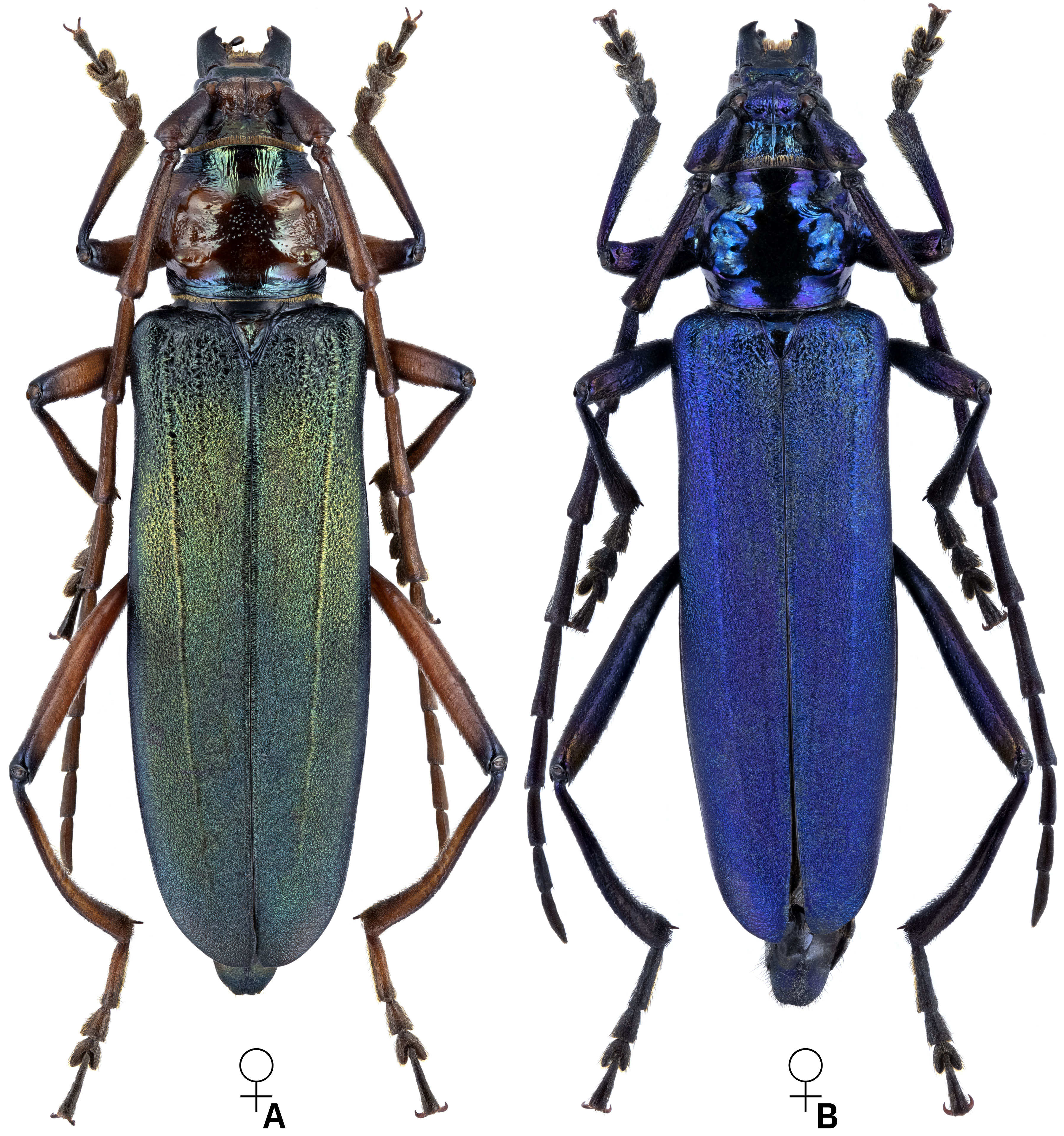 Aromia moschata moschata semitestacea