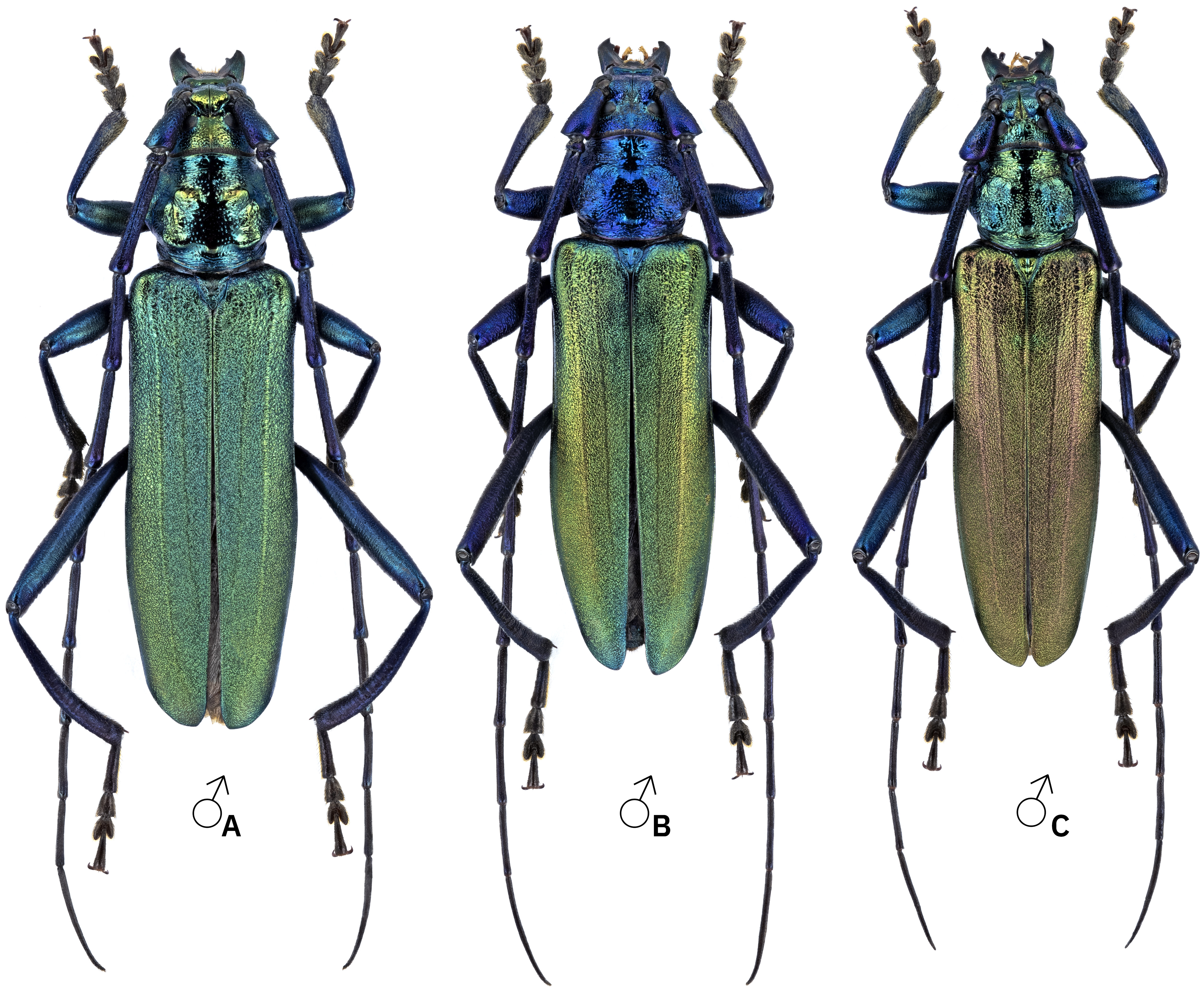 Aromia moschata moschata semitestacea