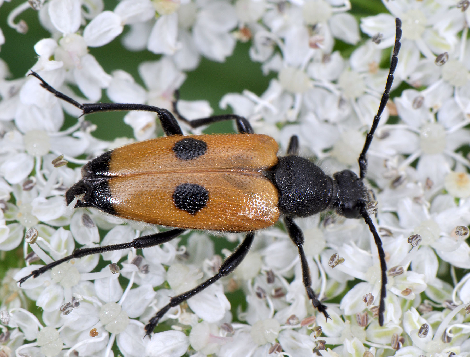 Paracorymbia tesserula