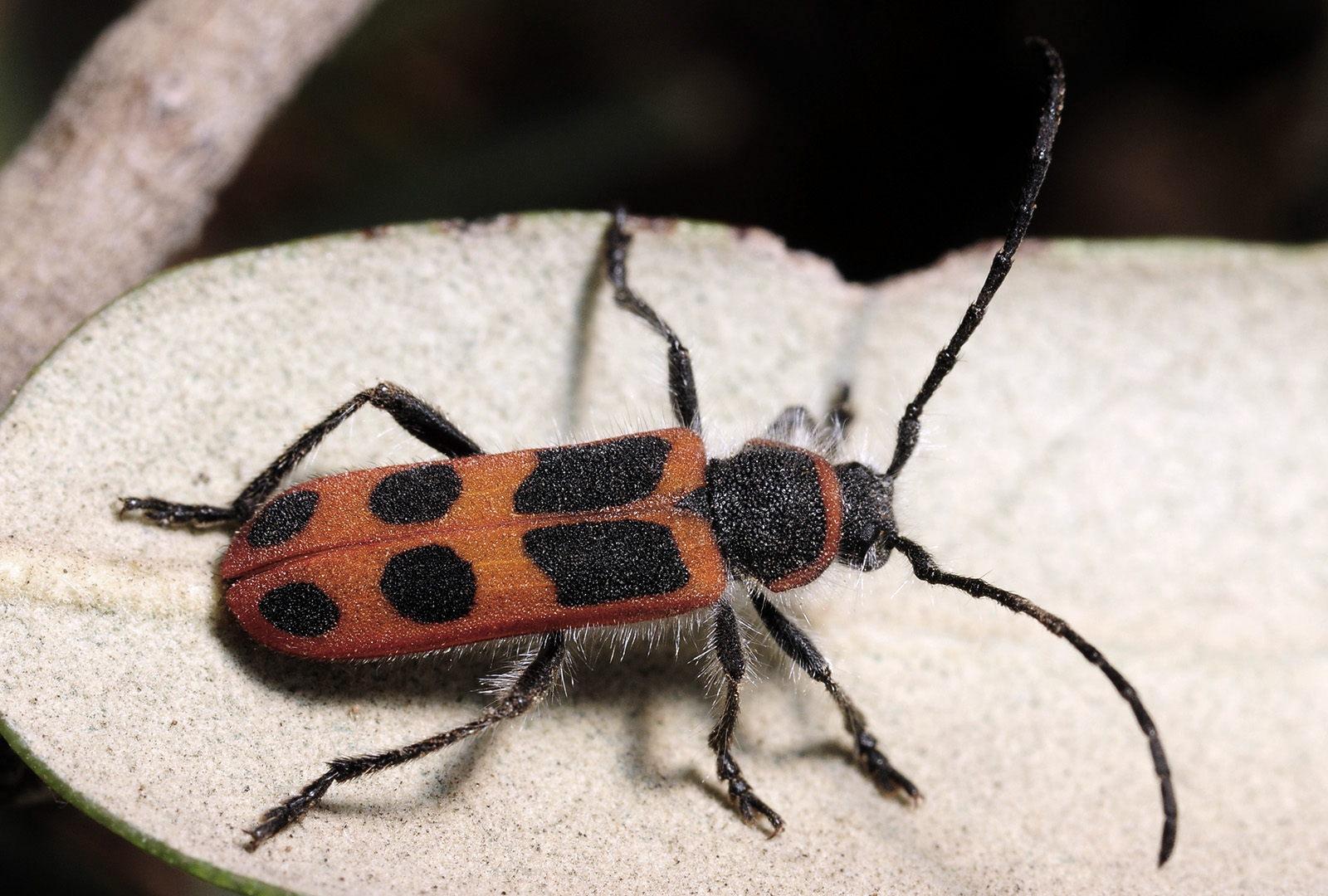 Calchaenesthes sexmaculata