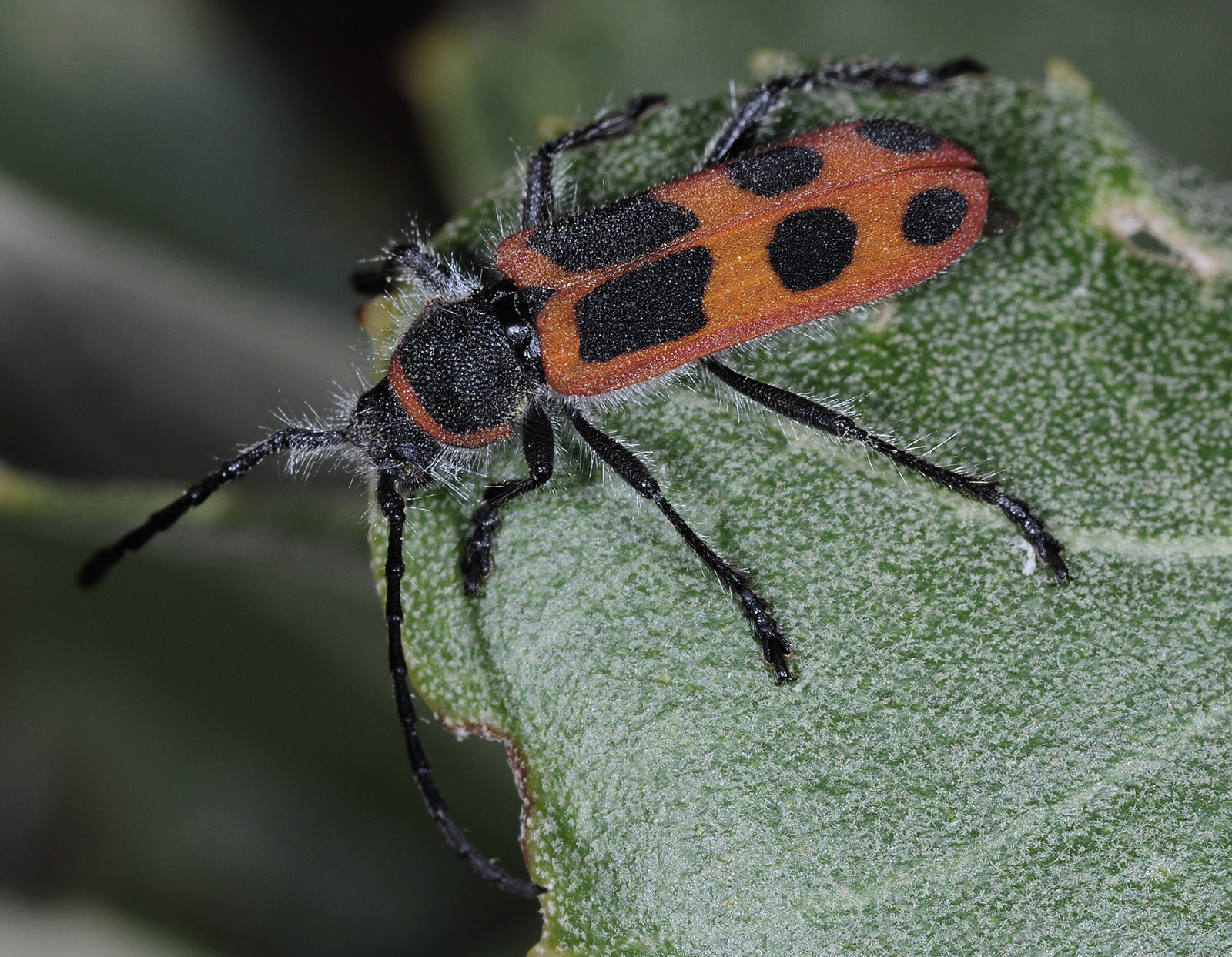 Calchaenesthes sexmaculata