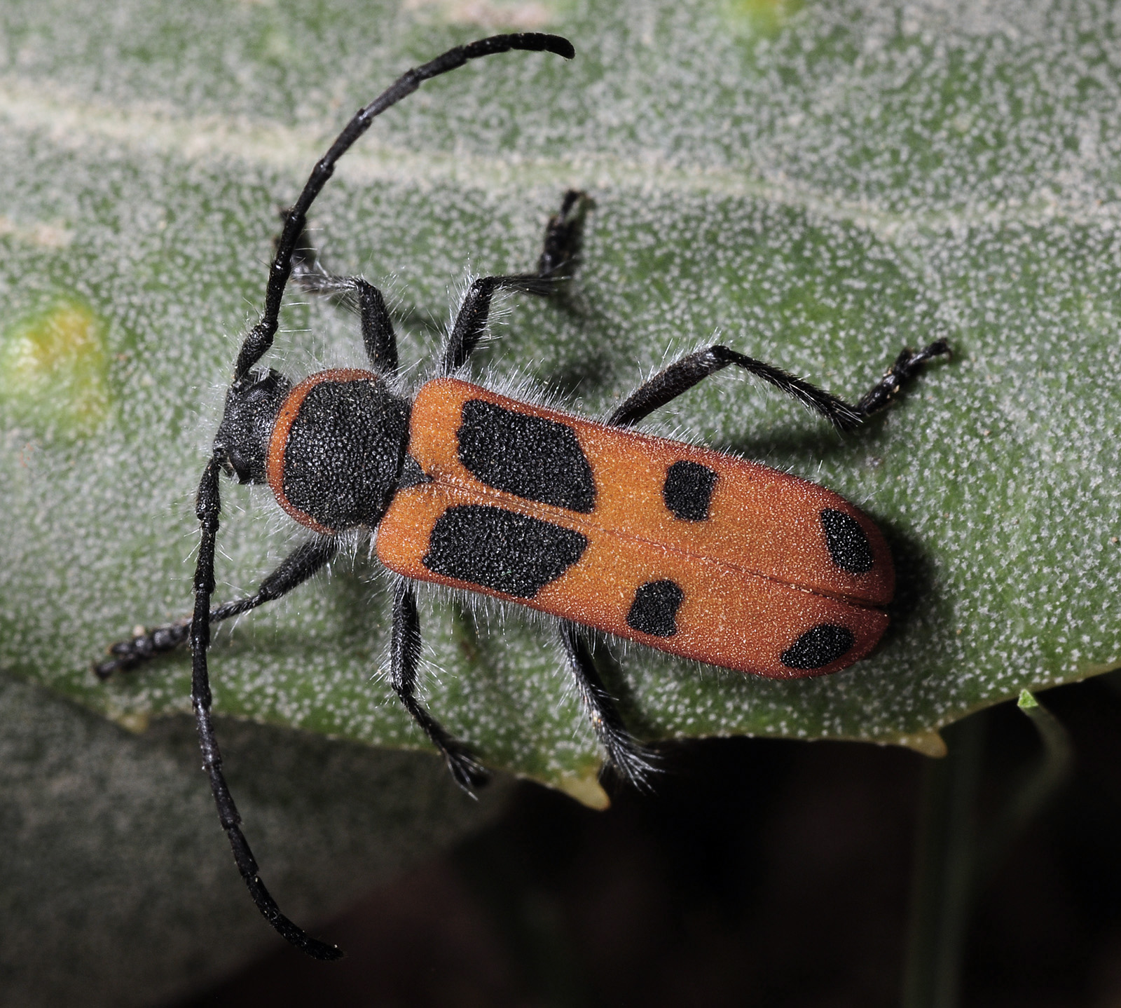 Calchaenesthes sexmaculata