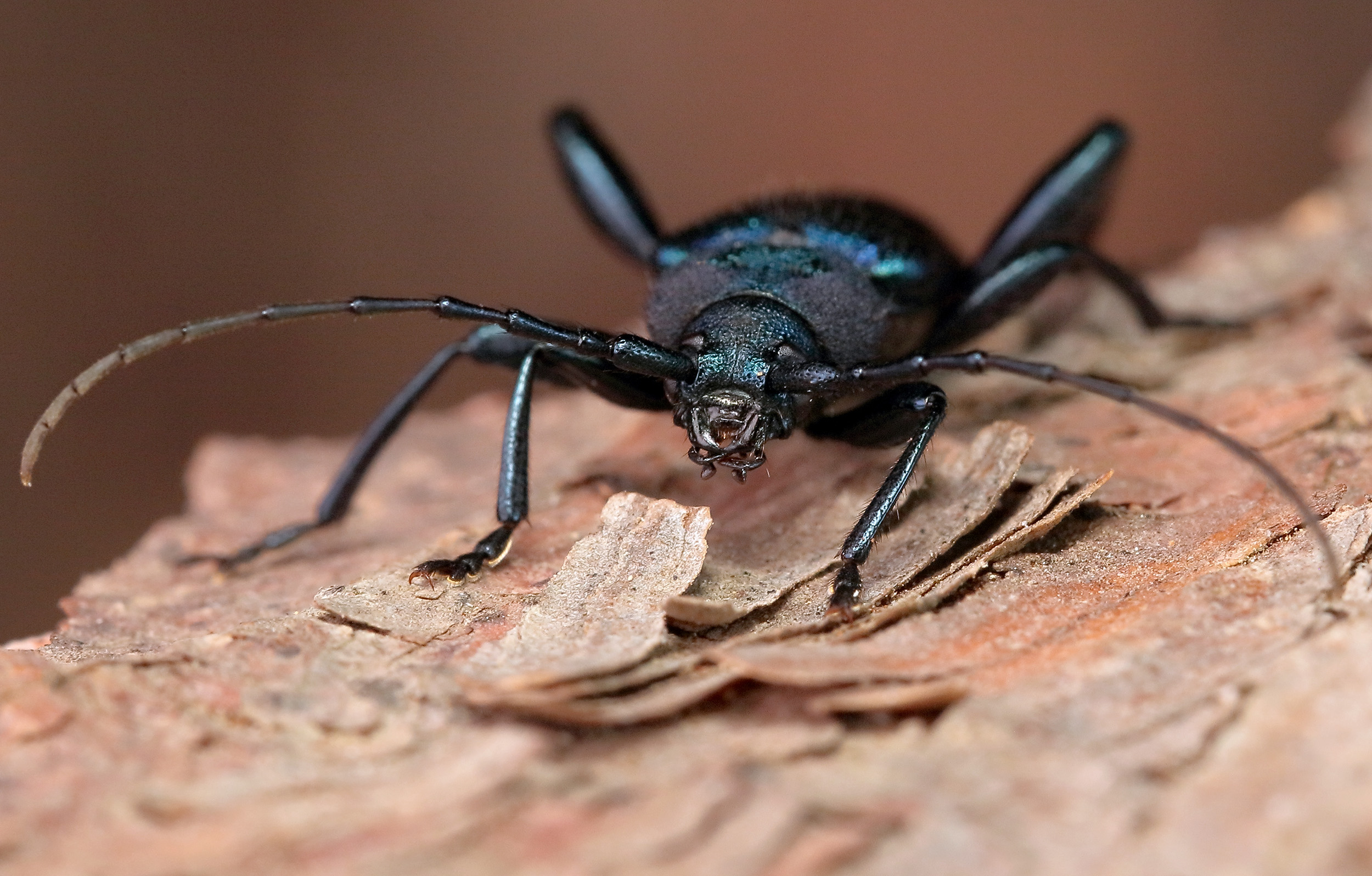 Callidium violaceum