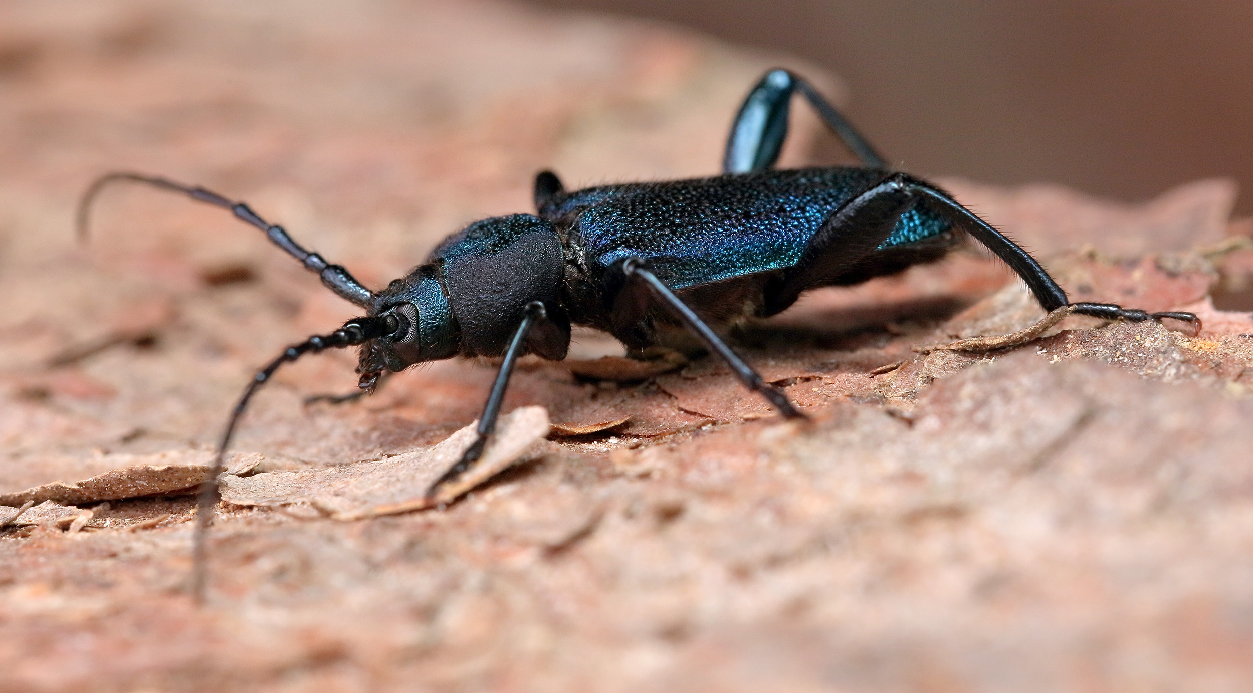 Callidium violaceum