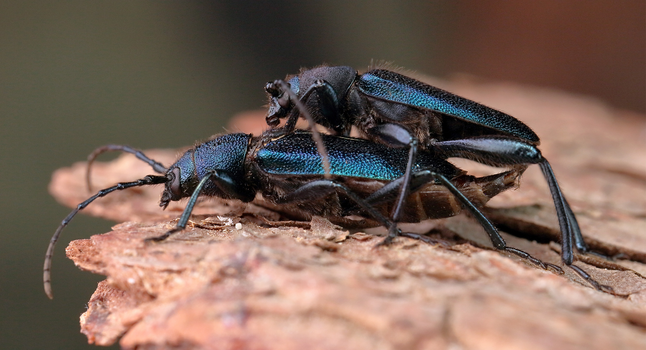 Callidium violaceum