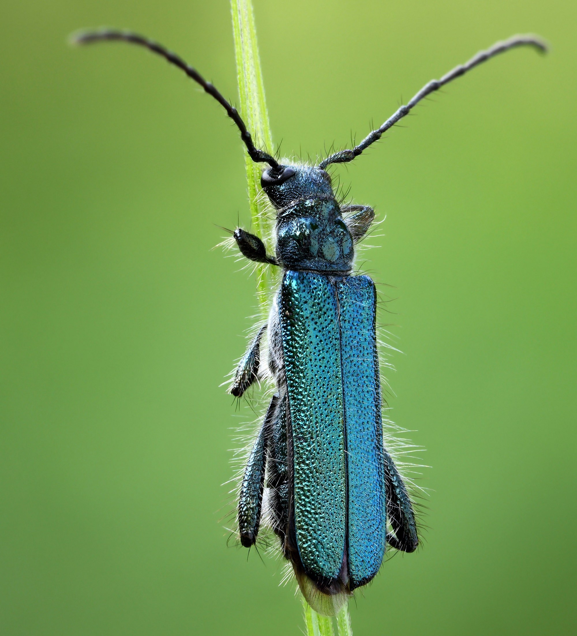 Callimus angulatus angulatus