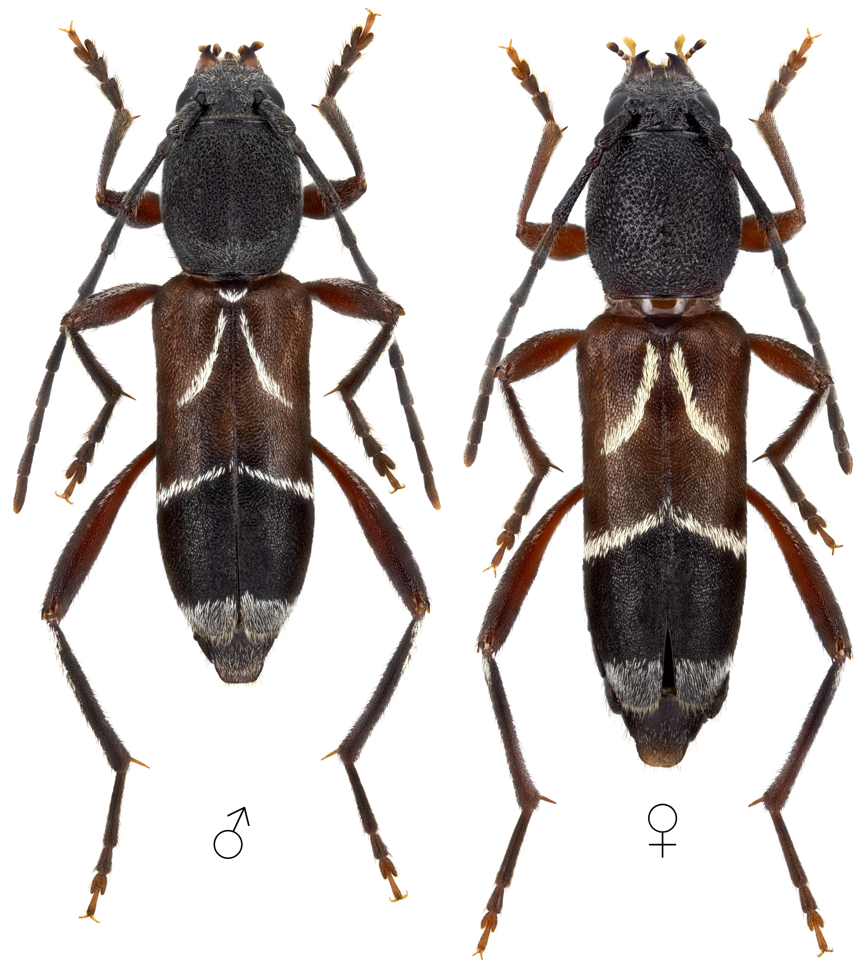 Chlorophorus sexguttatus