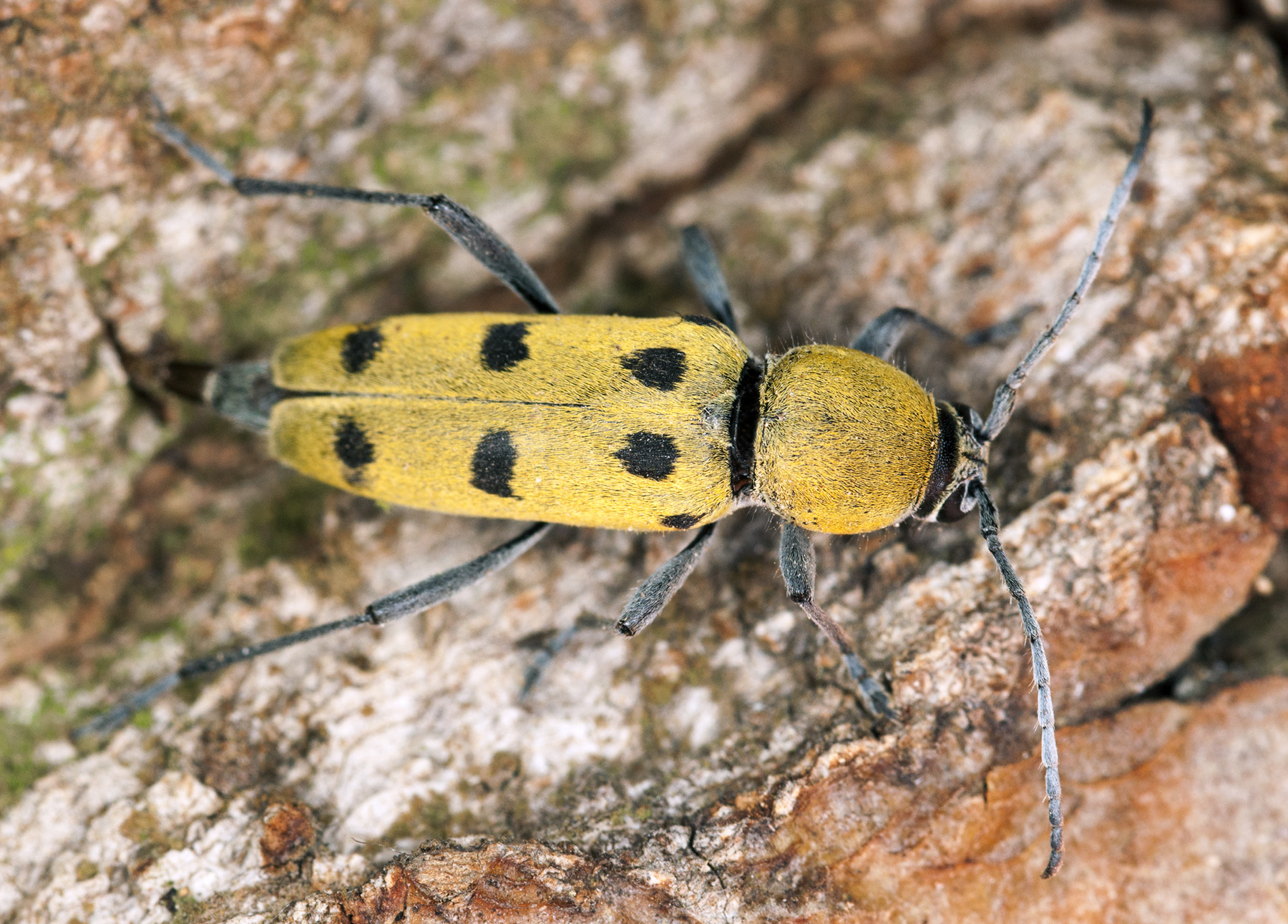 Chlorophorus glabromaculatus glabromaculatus