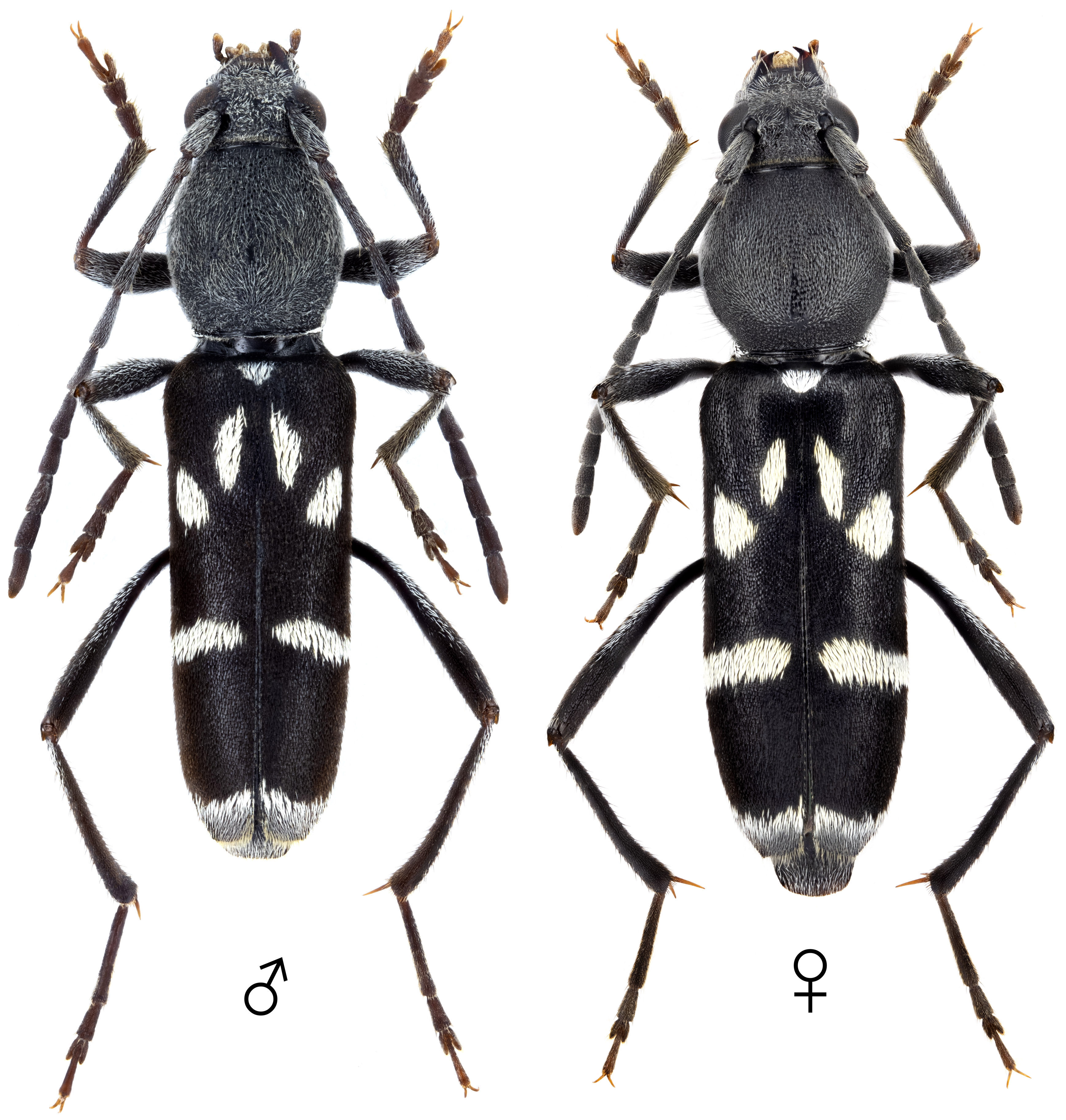 Chlorophorus pelletieri