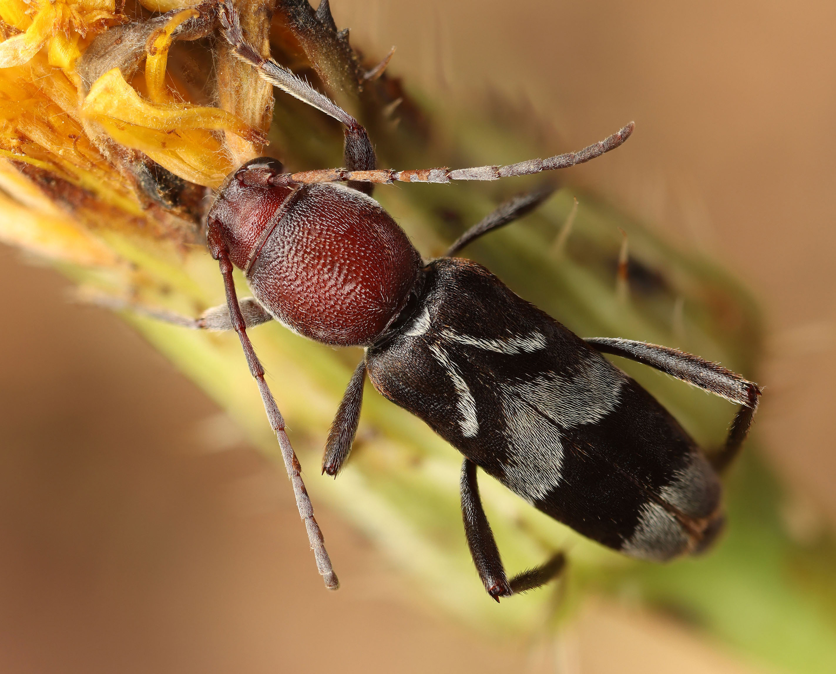 Chlorophorus ruficornis