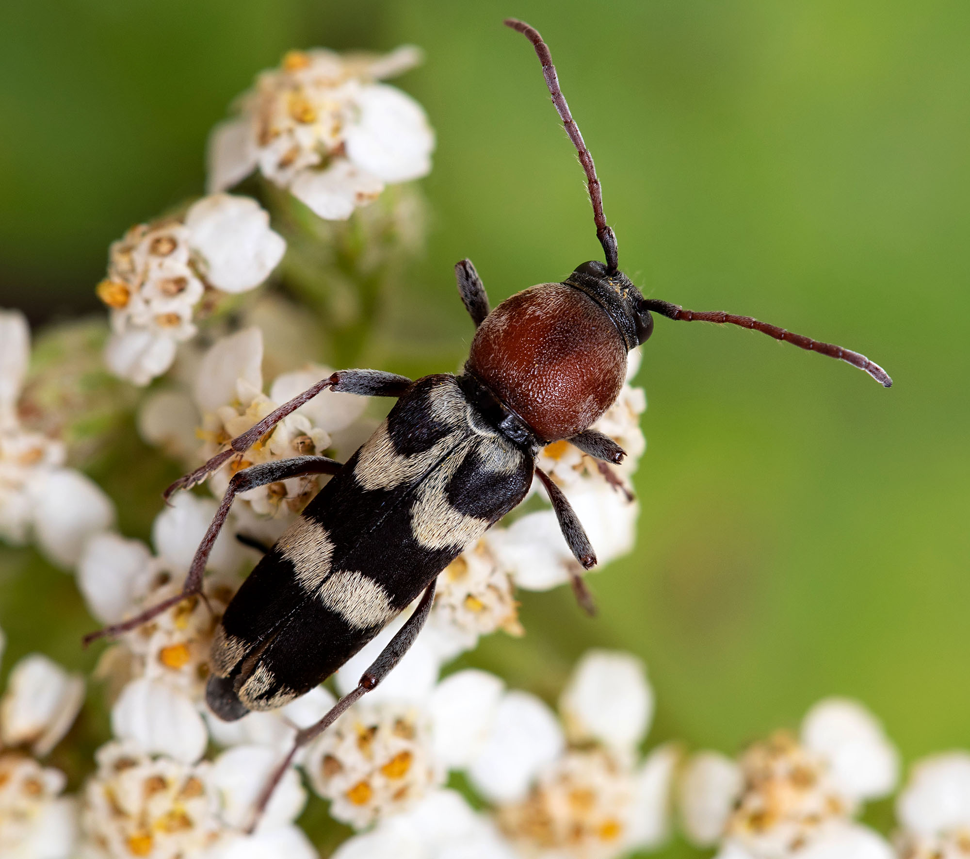 Chlorophorus trifasciatus