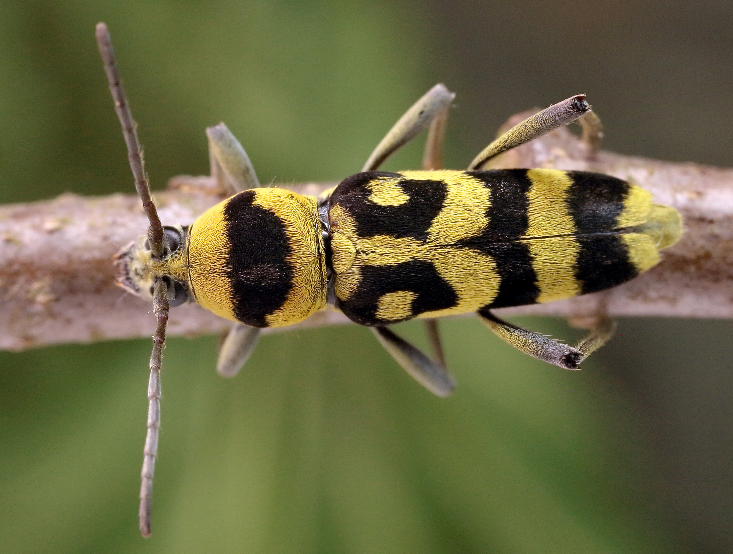 Chlorophorus varius varius