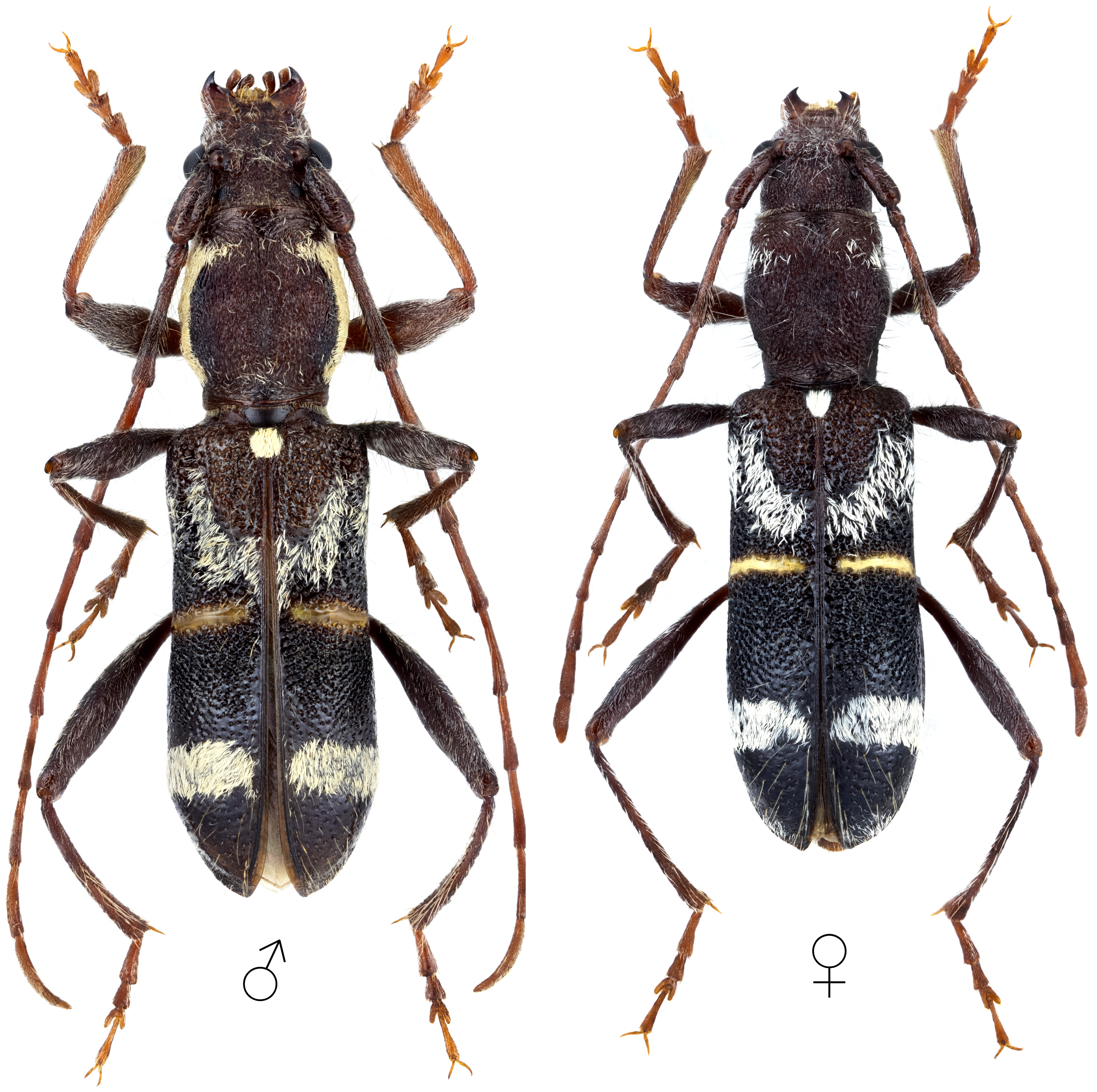 Cleroclytus semirufus semirufus