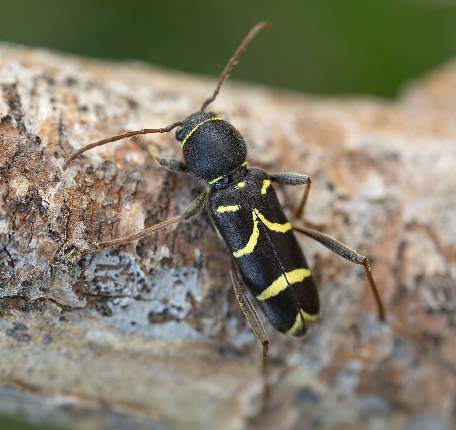 Clytus lama