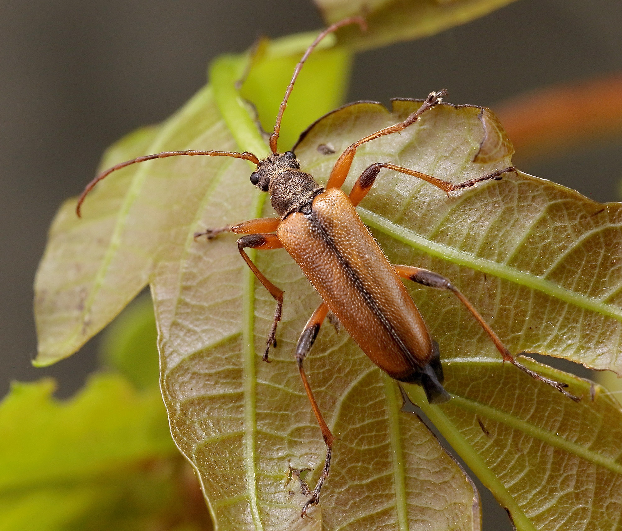 Cortodera humeralis humeralis