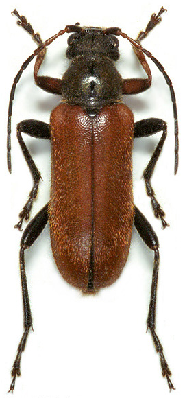 Cortodera syriaca