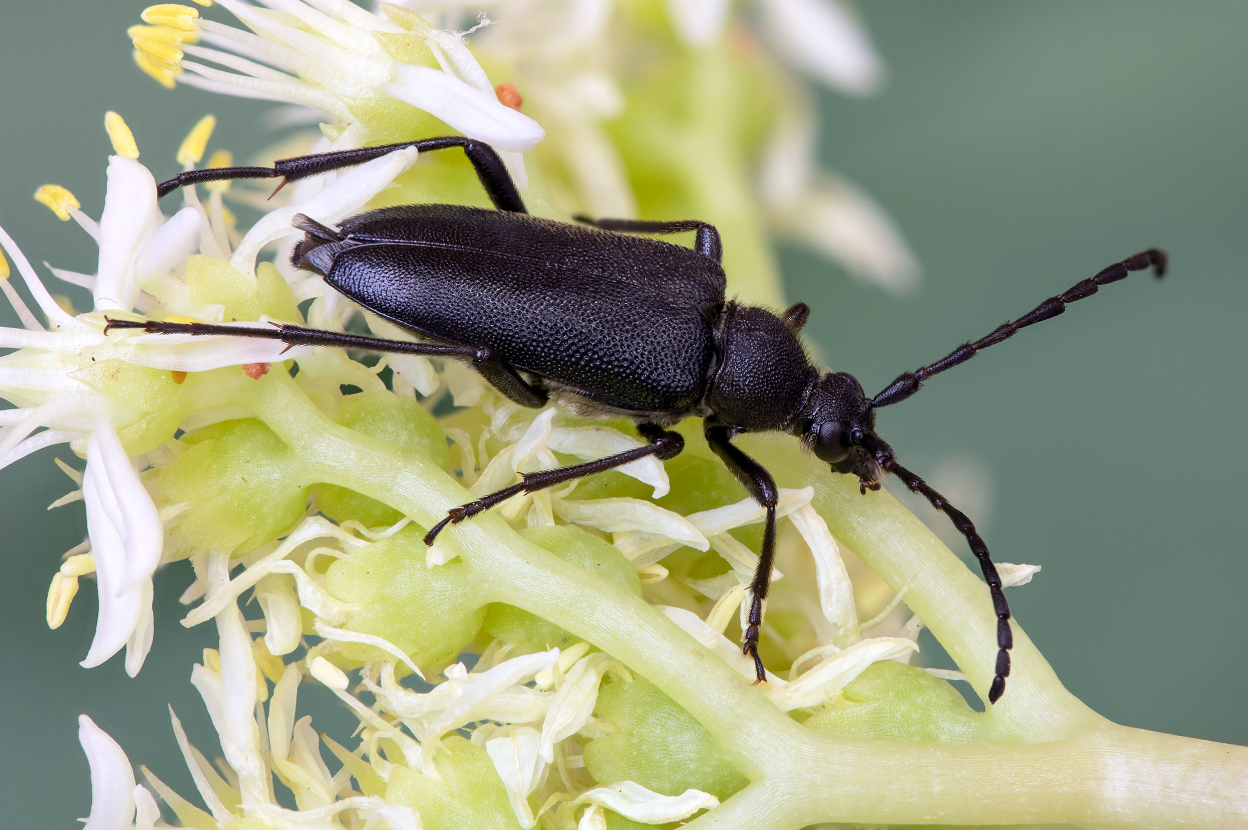 Stictoleptura otini