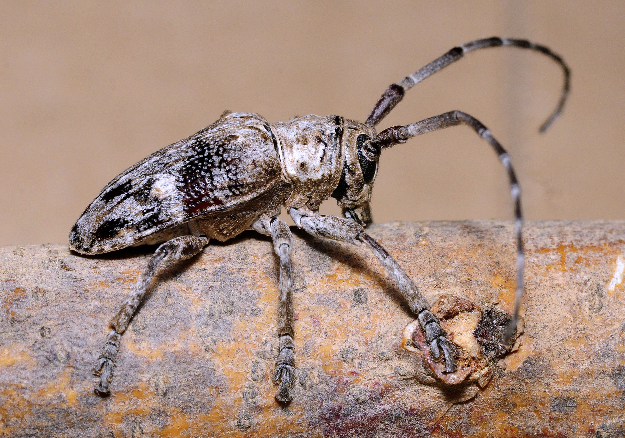 Crossotus subocellatus