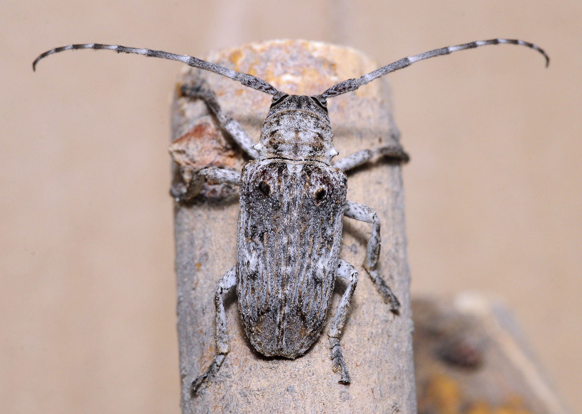 Crossotus subocellatus