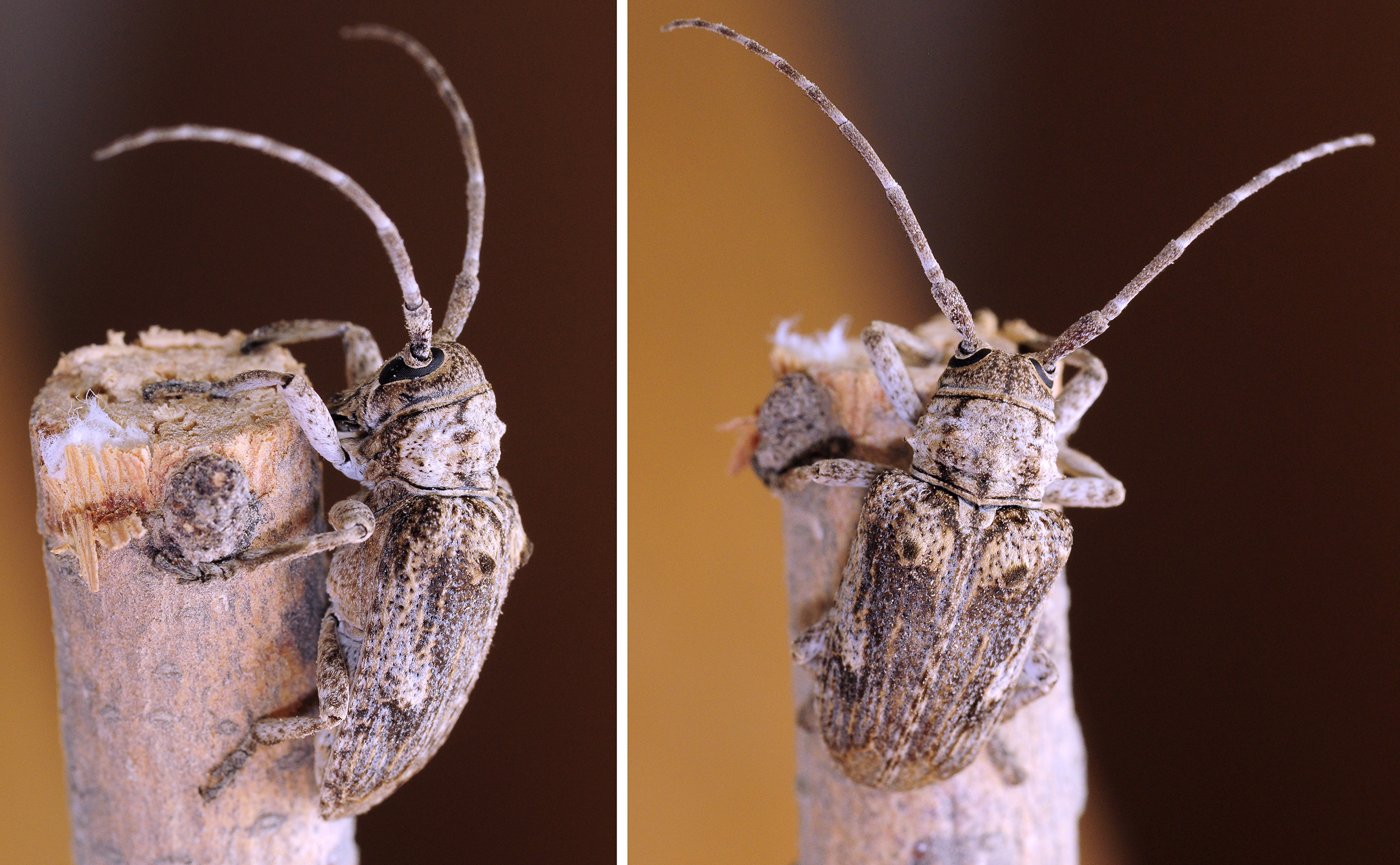 Crossotus subocellatus