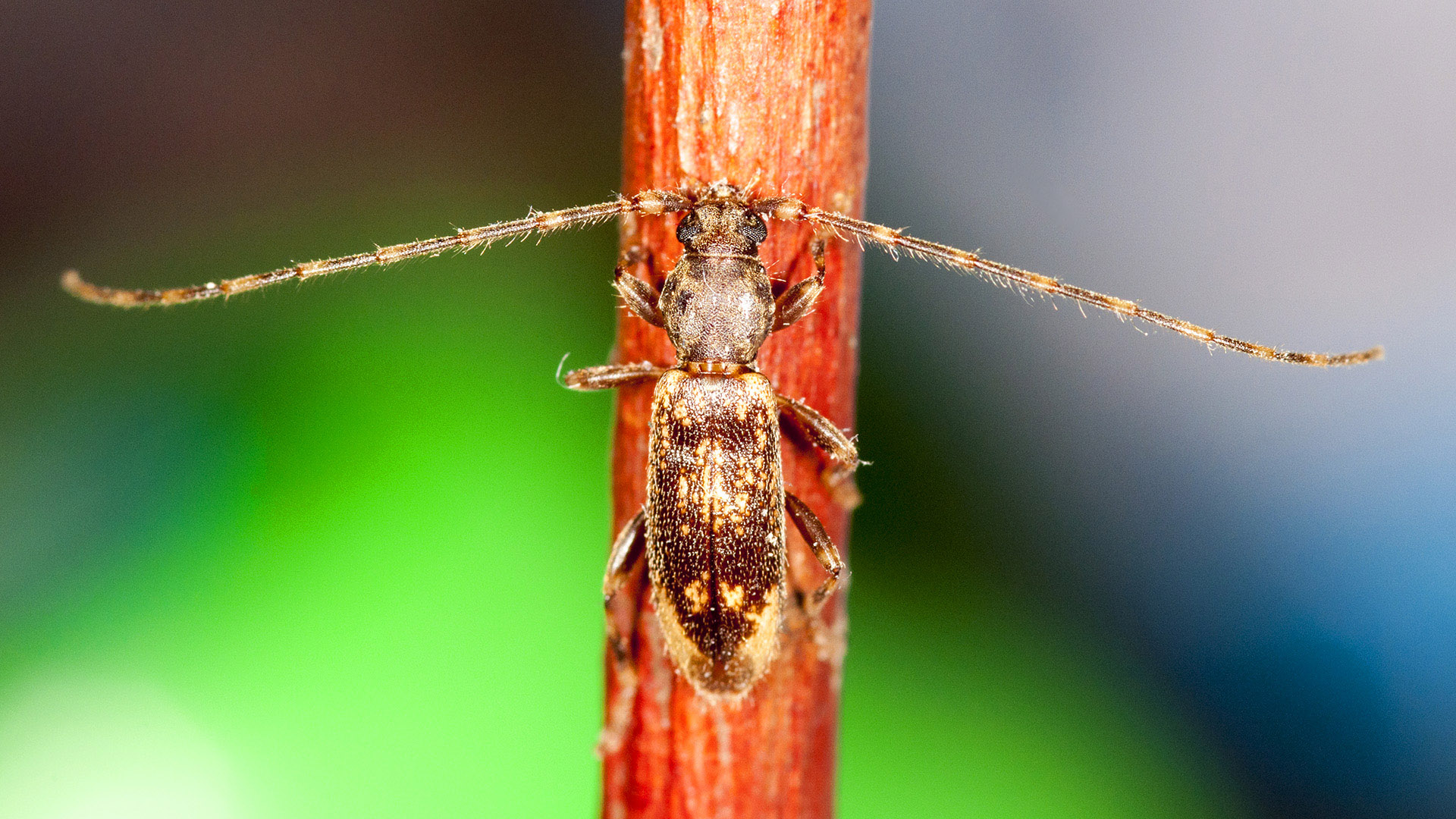 Crotchiella brachyptera