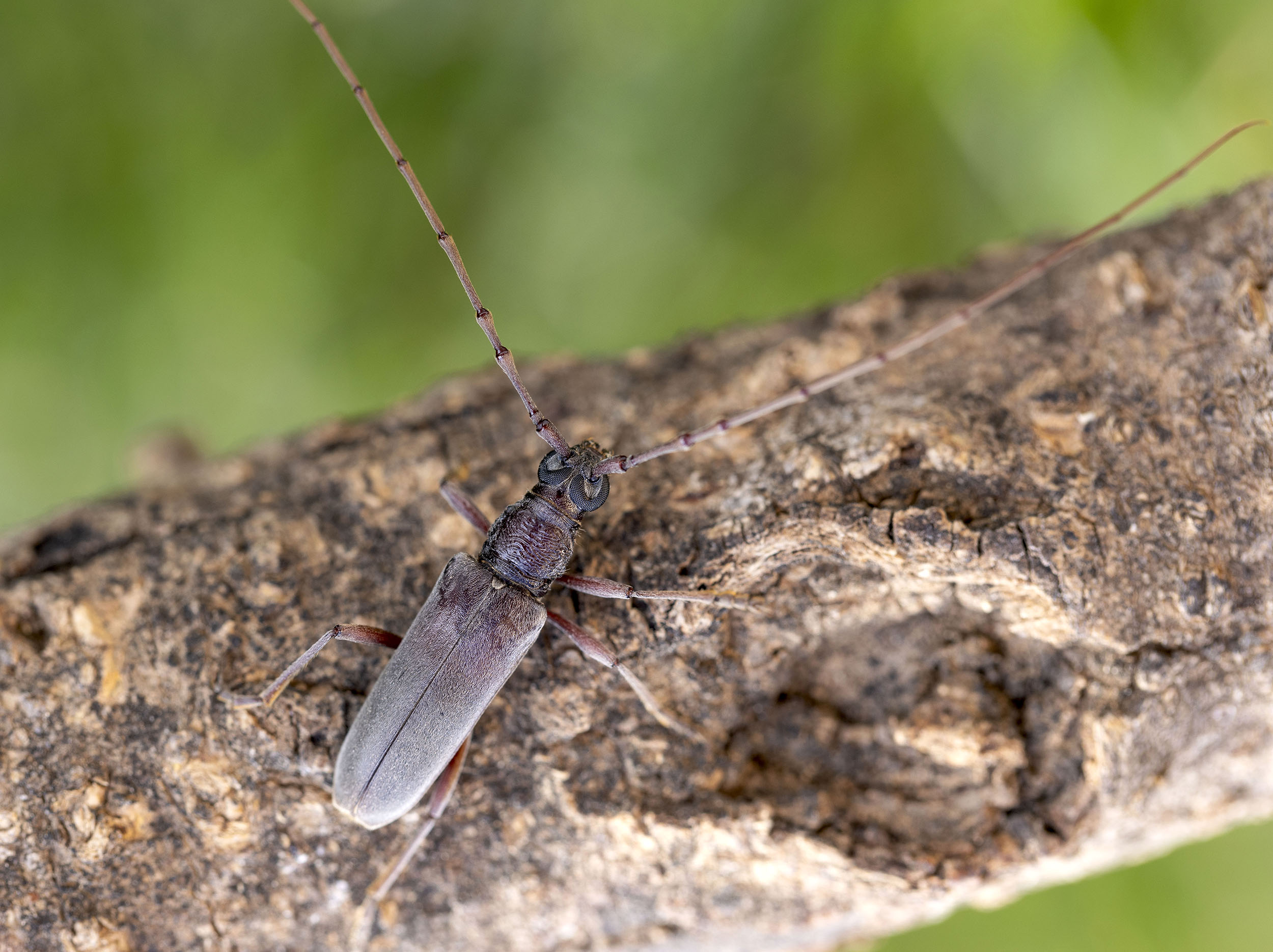 Derolus iranensis arabicus