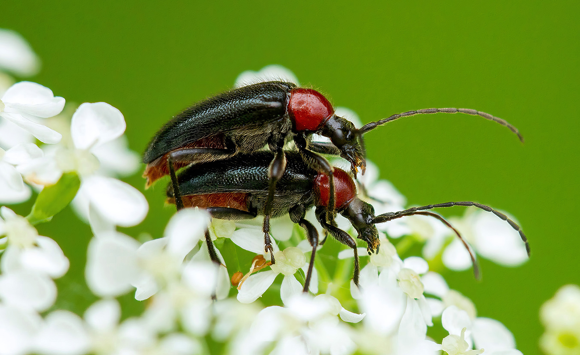Dinoptera collaris