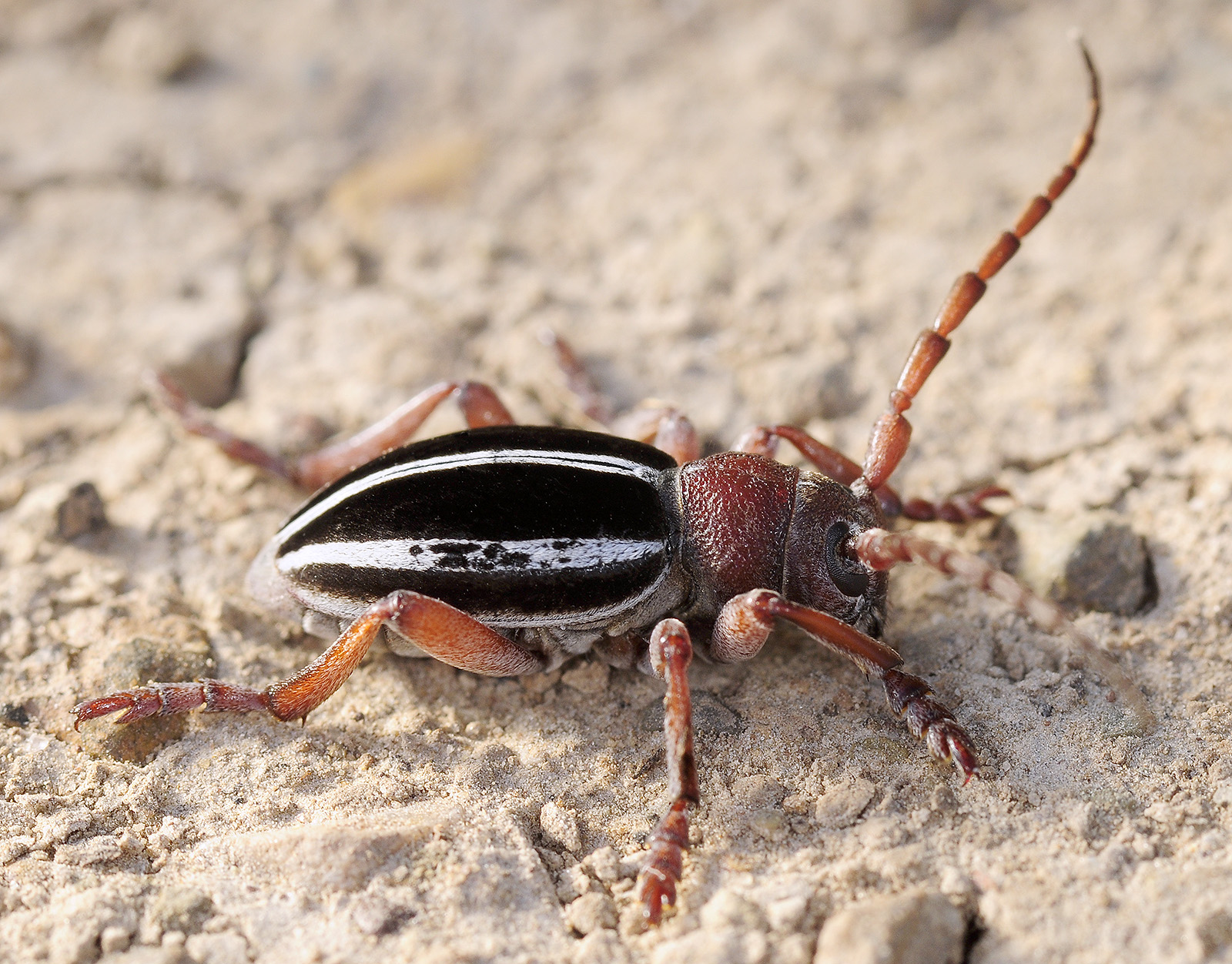 Dorcadion biforme