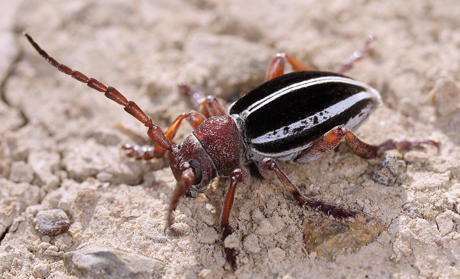 Dorcadion biforme