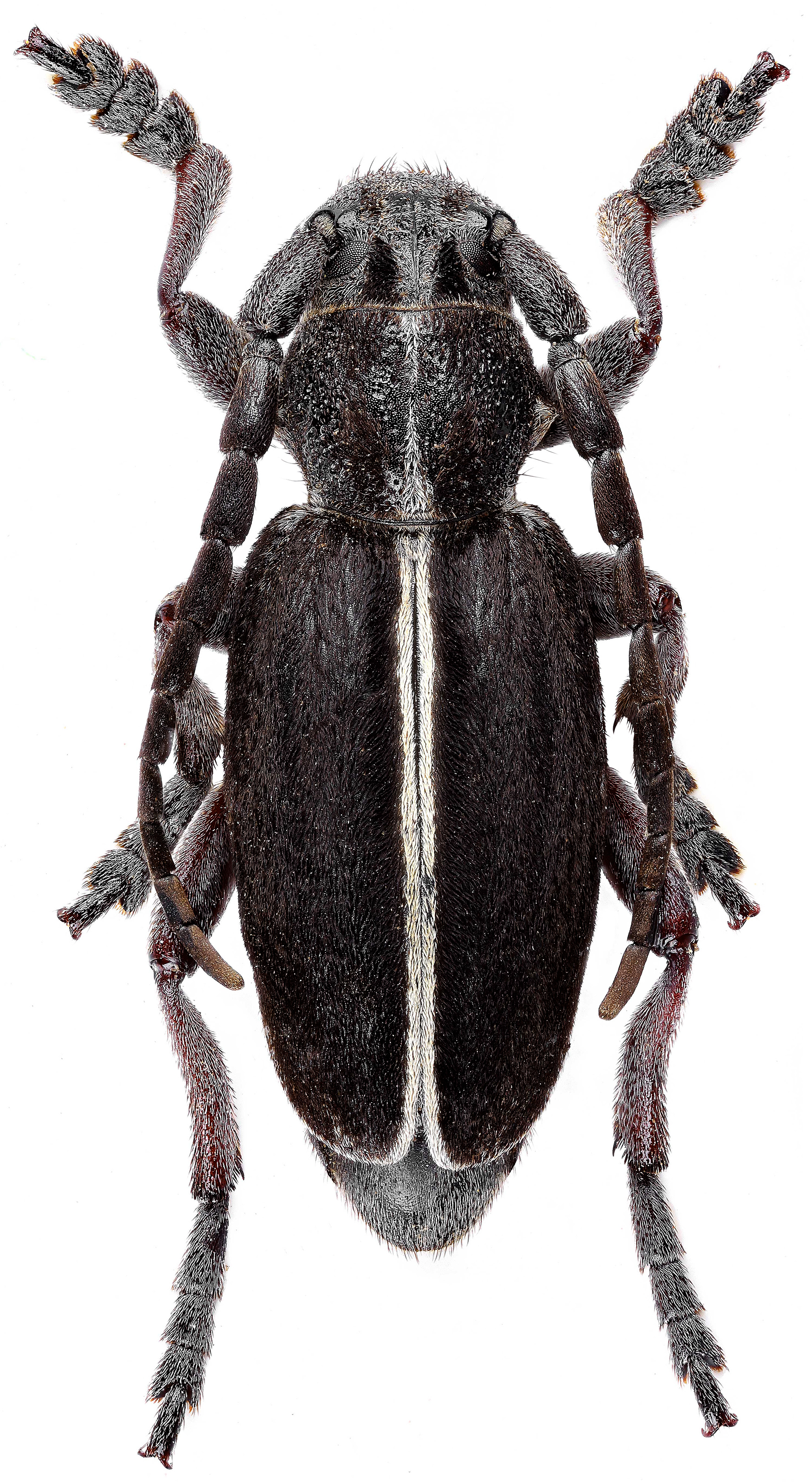 Dorcadion czegodaevi