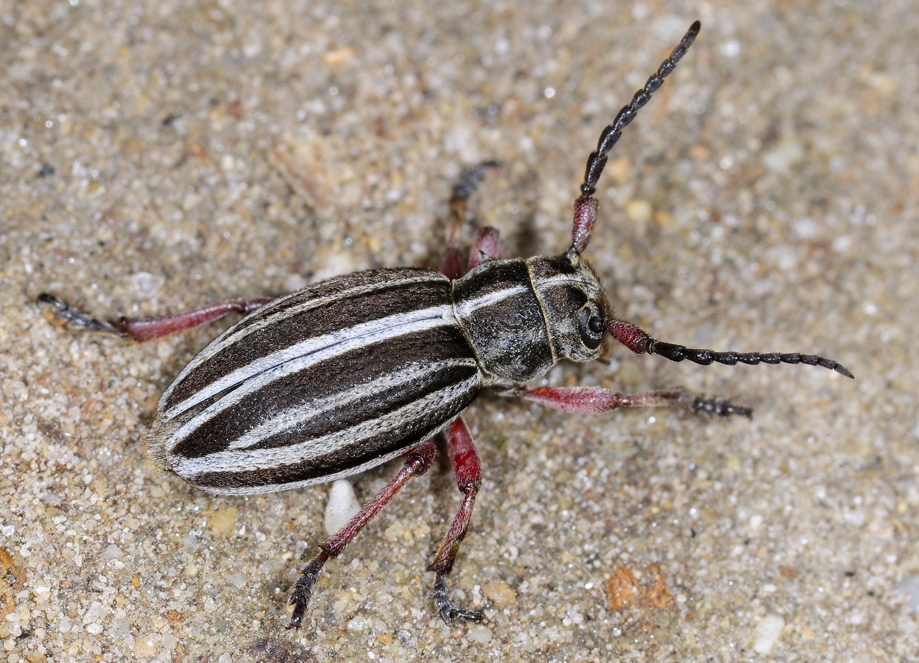 Dorcadion gallipolitanum atritarse
