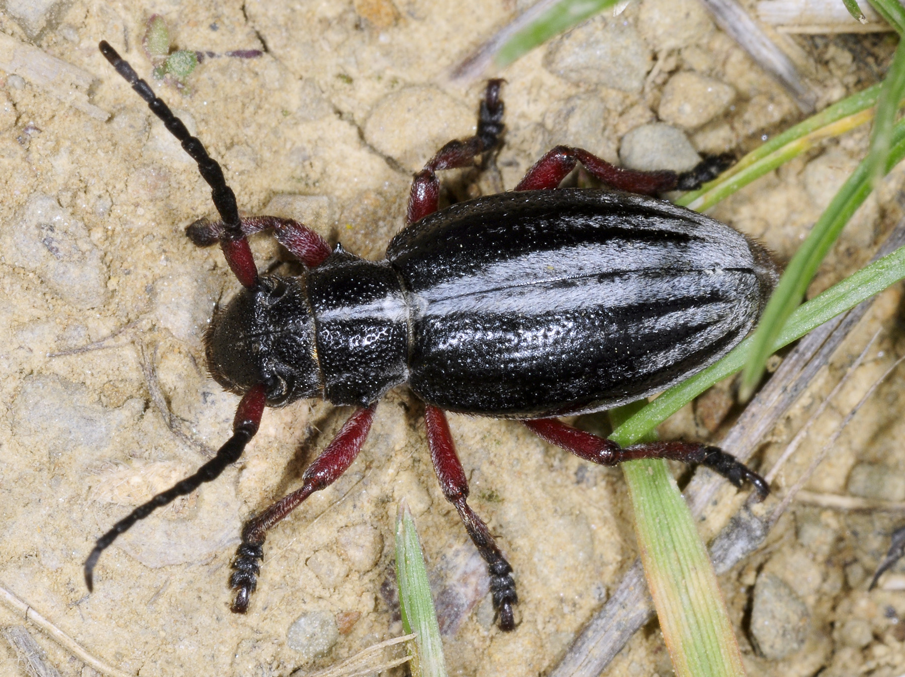 Dorcadion gallipolitanum fumidum