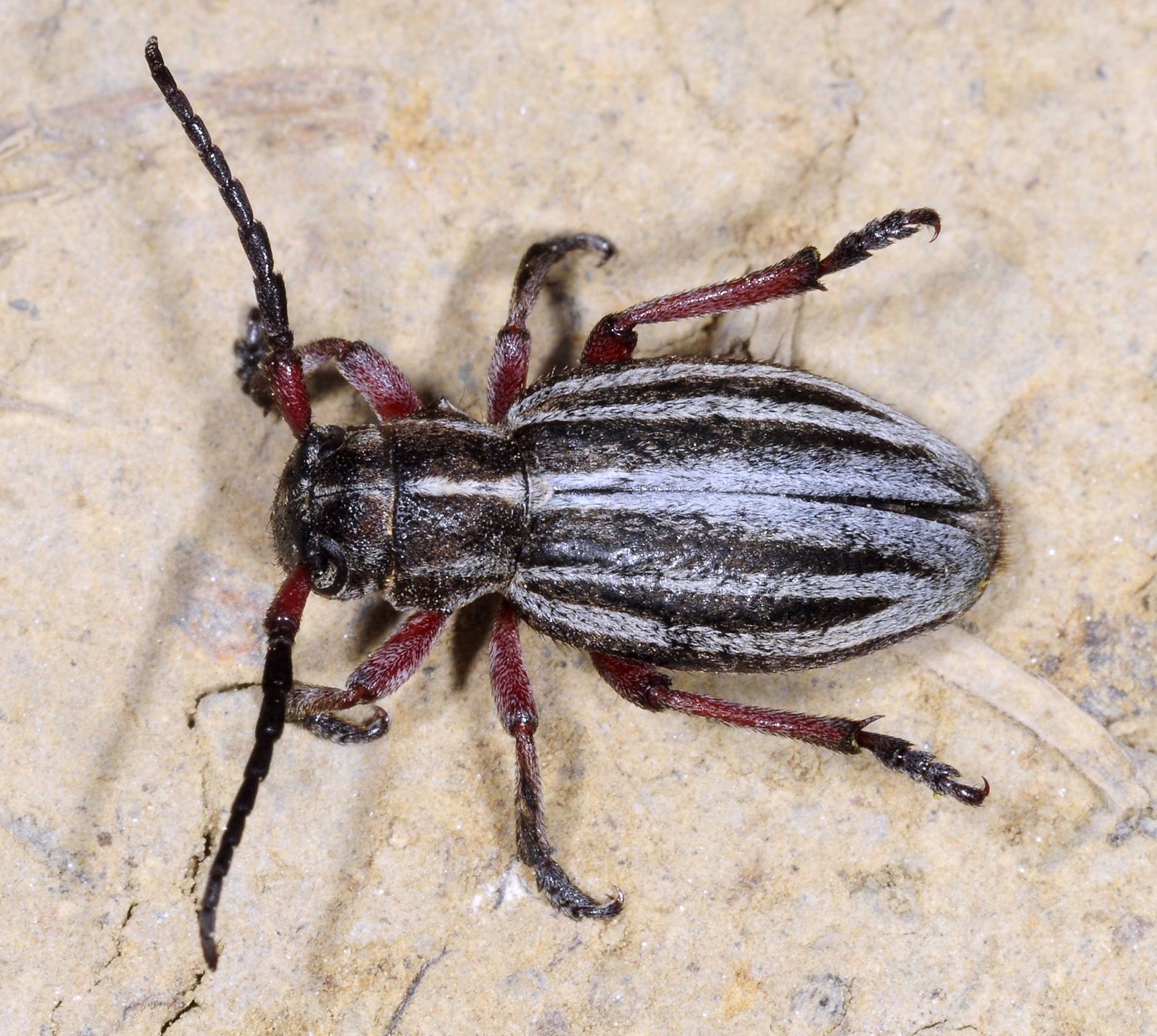 Dorcadion gallipolitanum fumidum