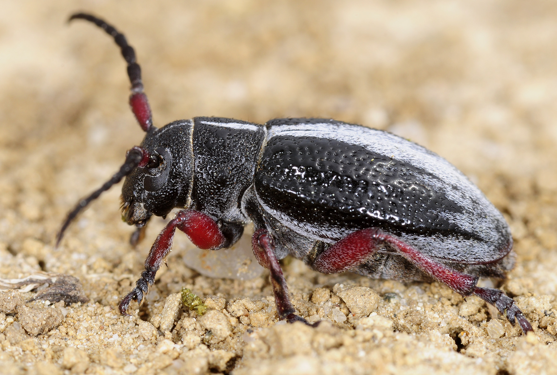 Dorcadion gallipolitanum fumidum