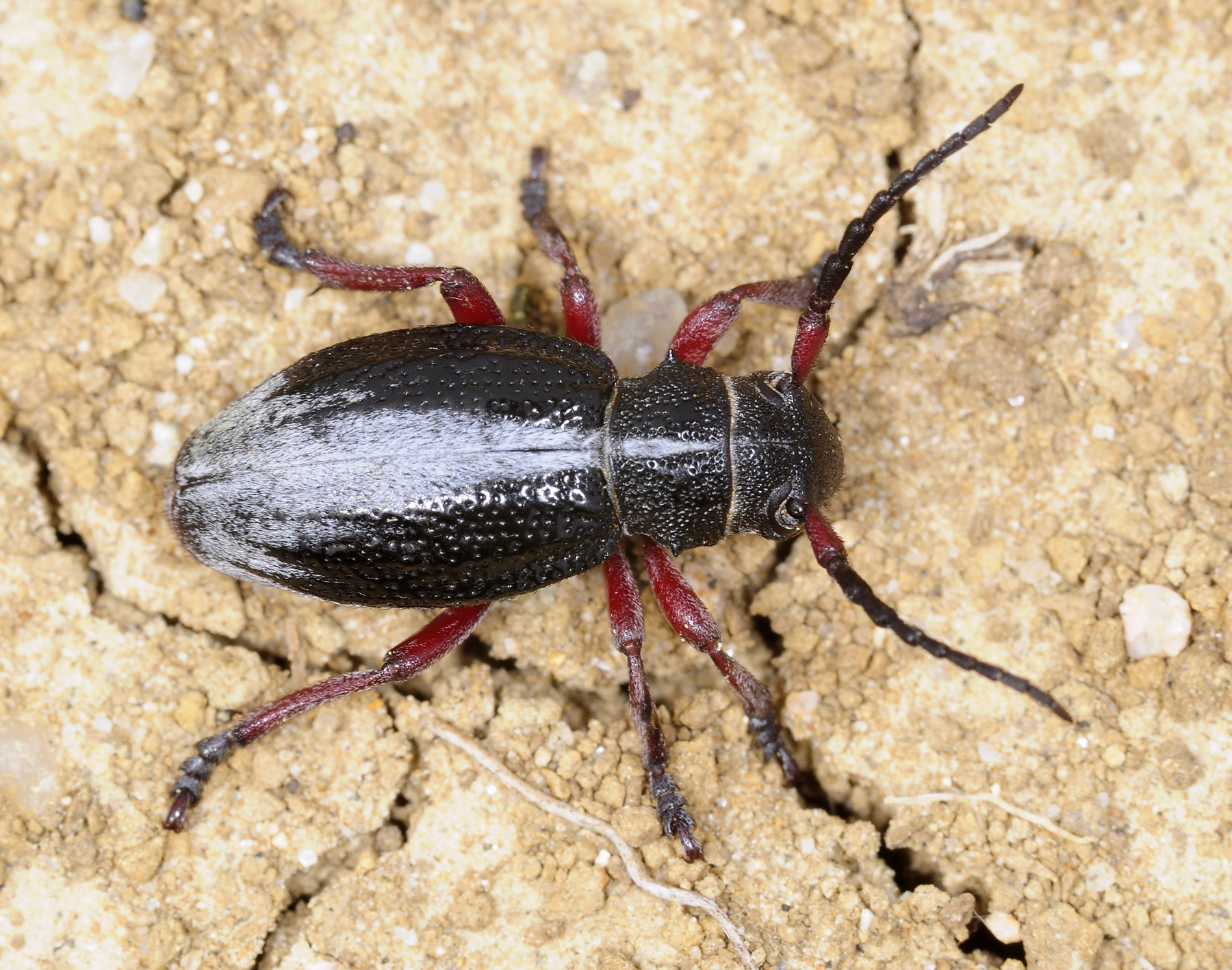 Dorcadion gallipolitanum fumidum