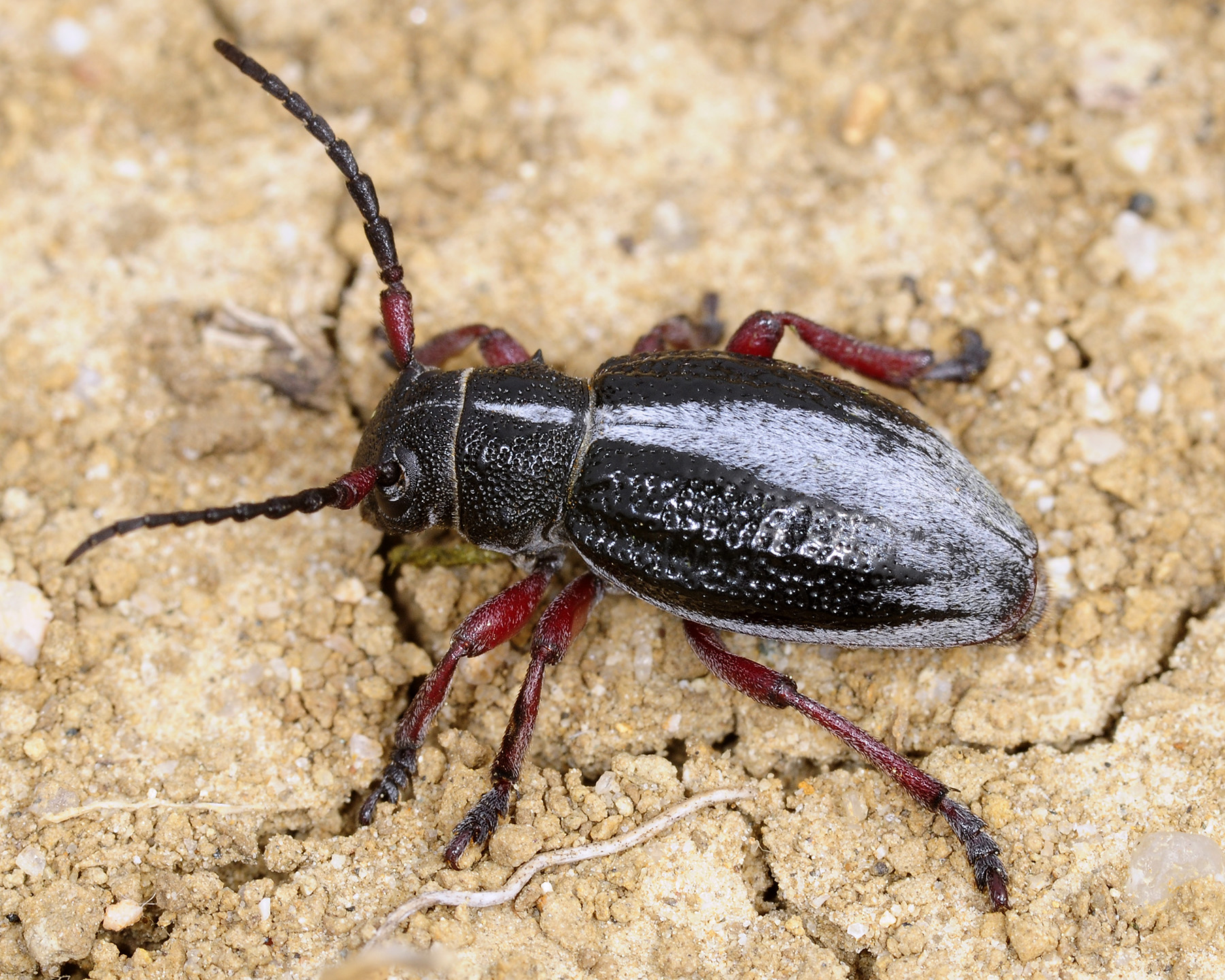 Dorcadion gallipolitanum fumidum