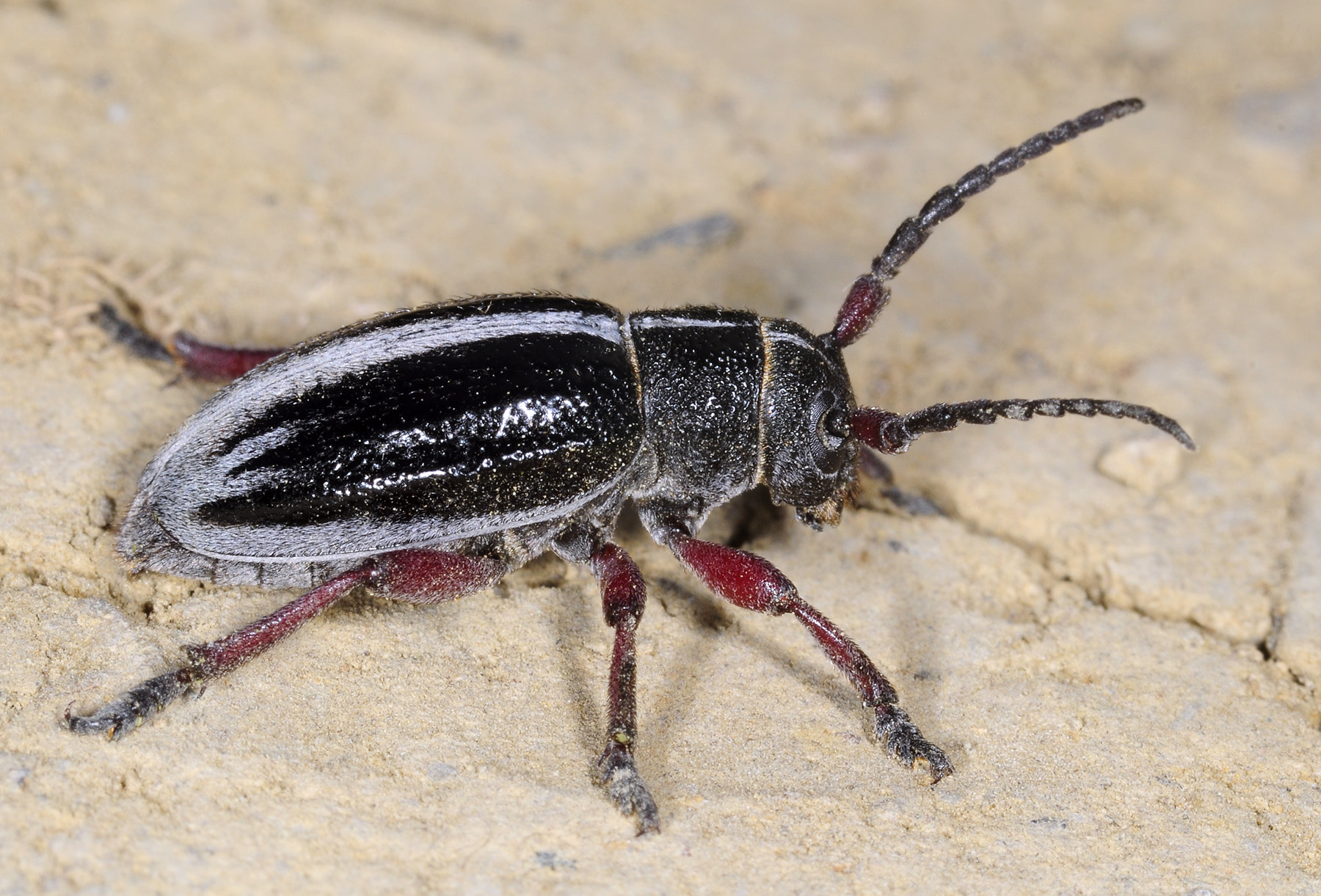 Dorcadion gallipolitanum fumidum