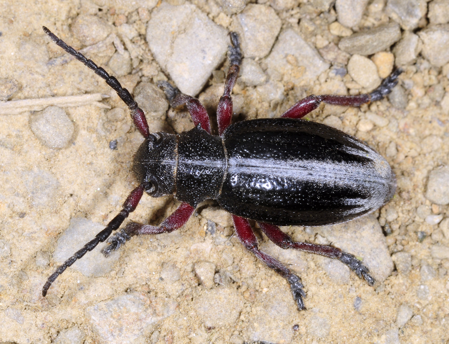 Dorcadion gallipolitanum fumidum