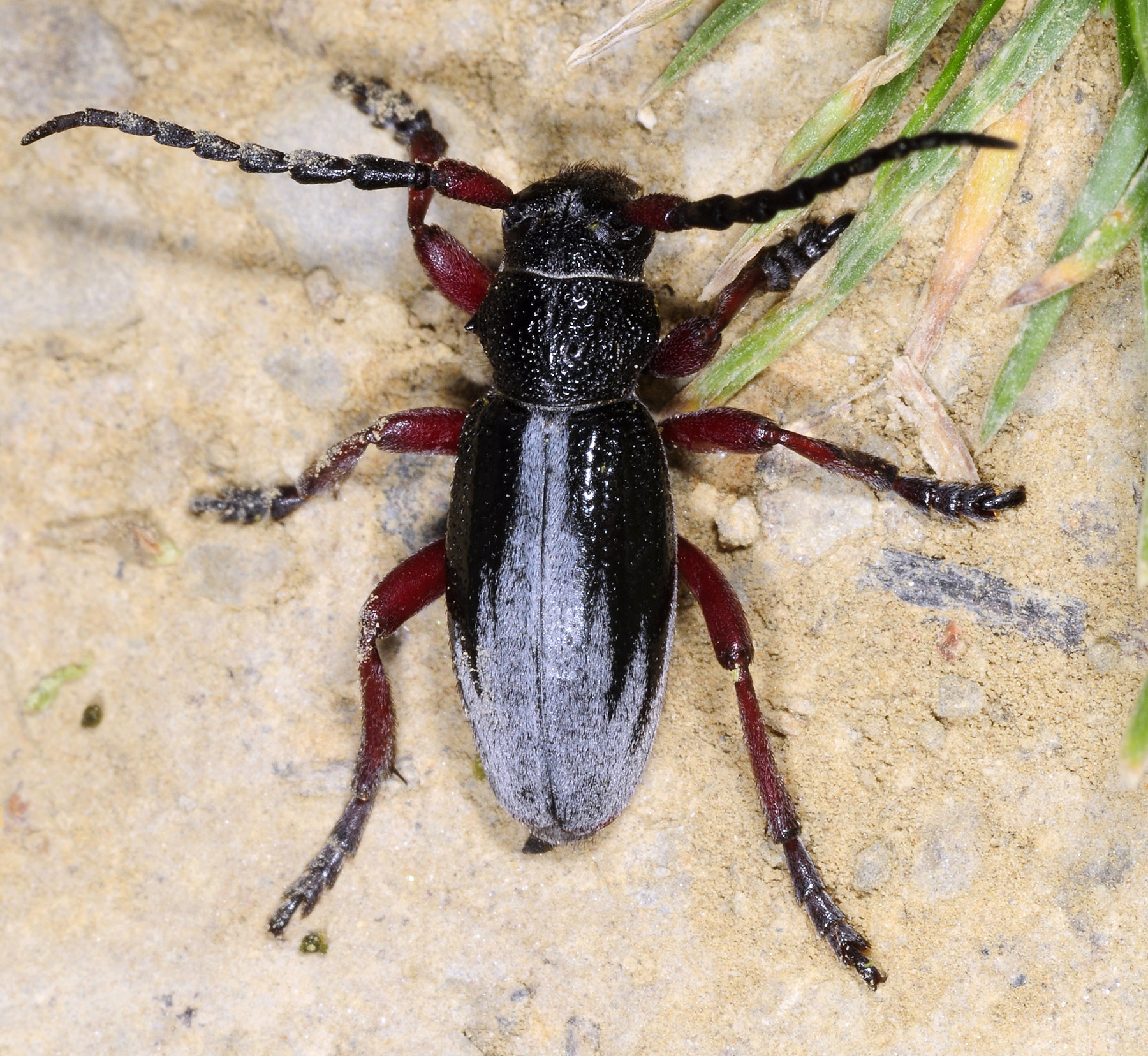 Dorcadion gallipolitanum fumidum