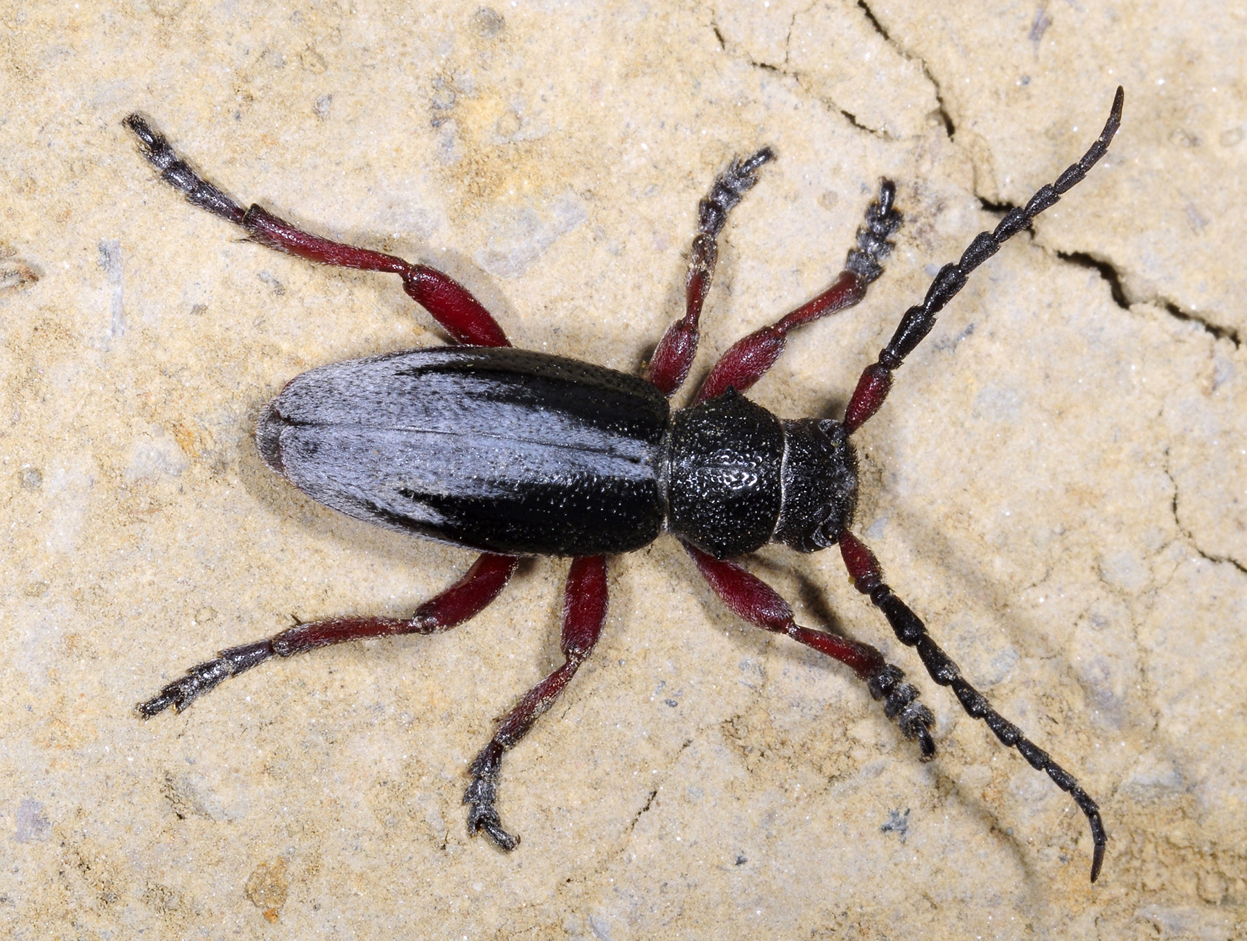 Dorcadion gallipolitanum fumidum