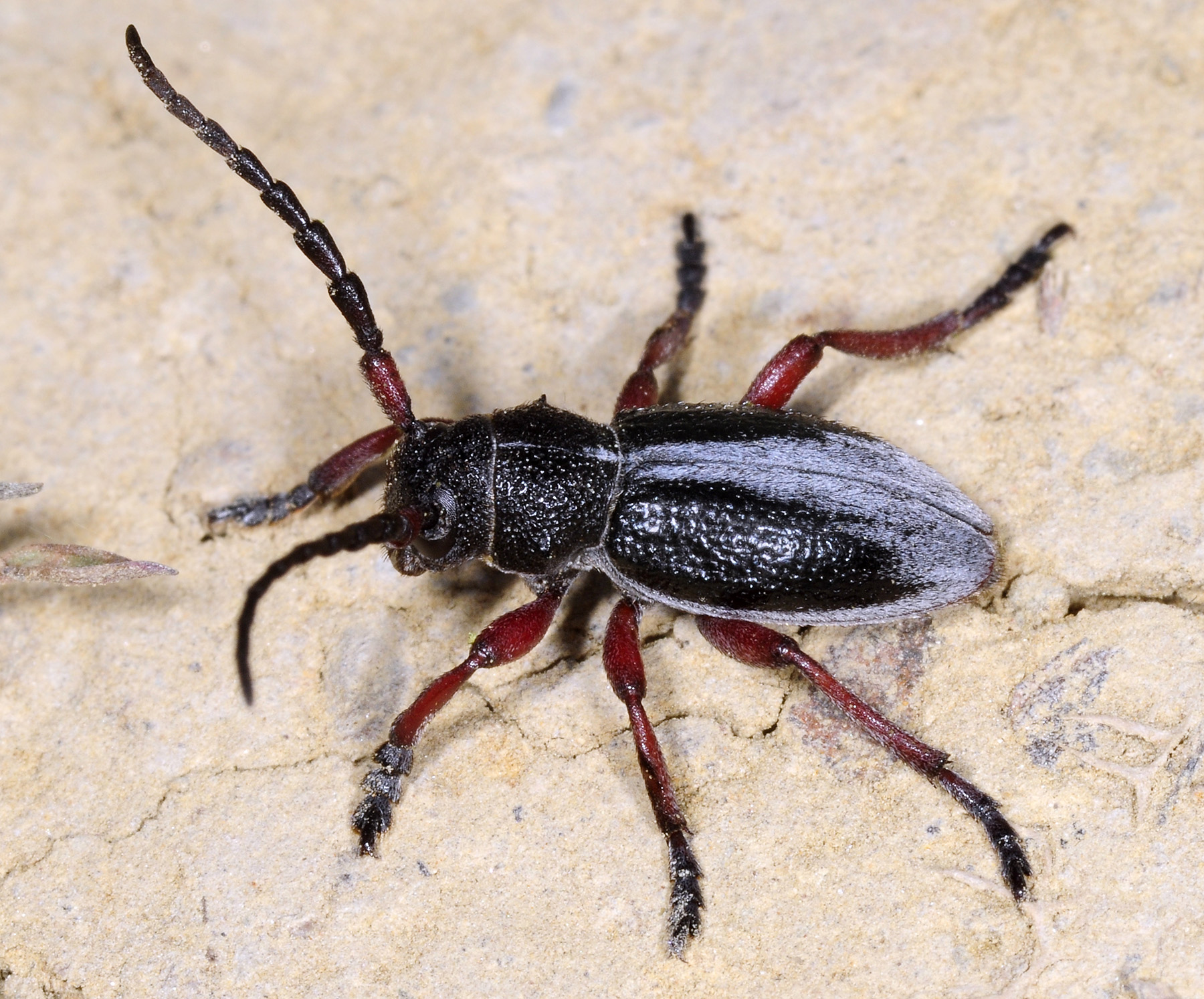 Dorcadion gallipolitanum fumidum