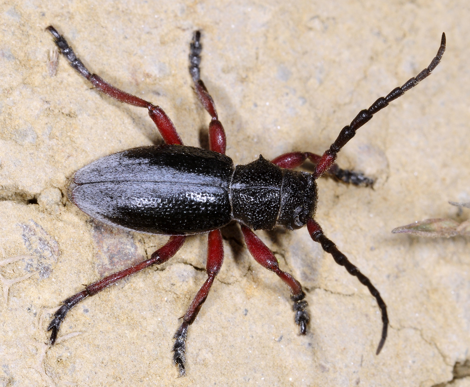 Dorcadion gallipolitanum fumidum